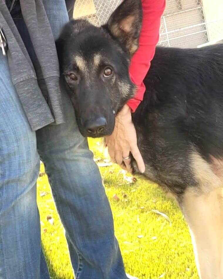 ‘Wiggle butt’ Peter overlooked at shelter and now his time is quickly dwindling