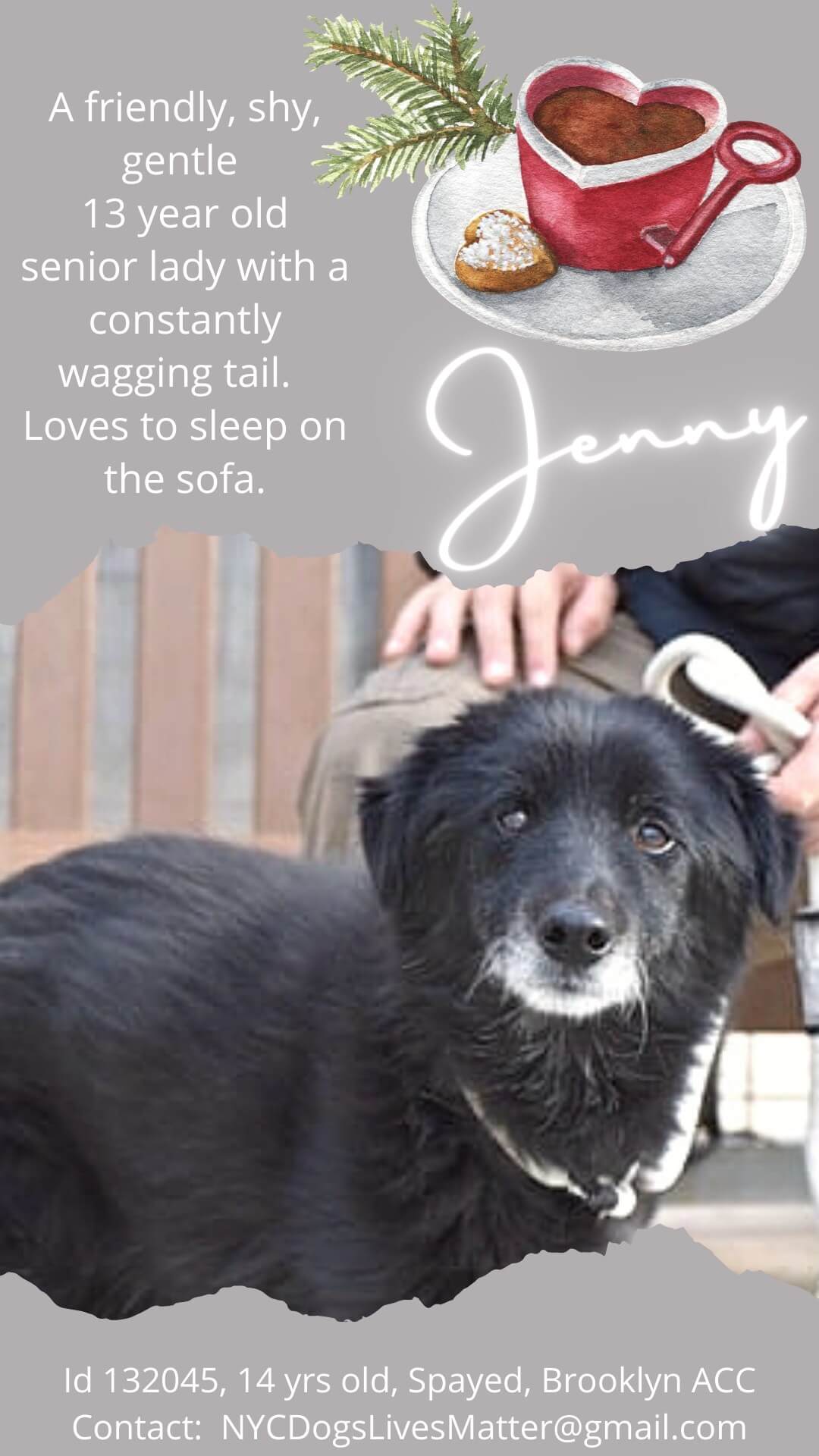 At 14, sweet Jenny’s family handed her over to busy animal control agency – just when she needed them the most