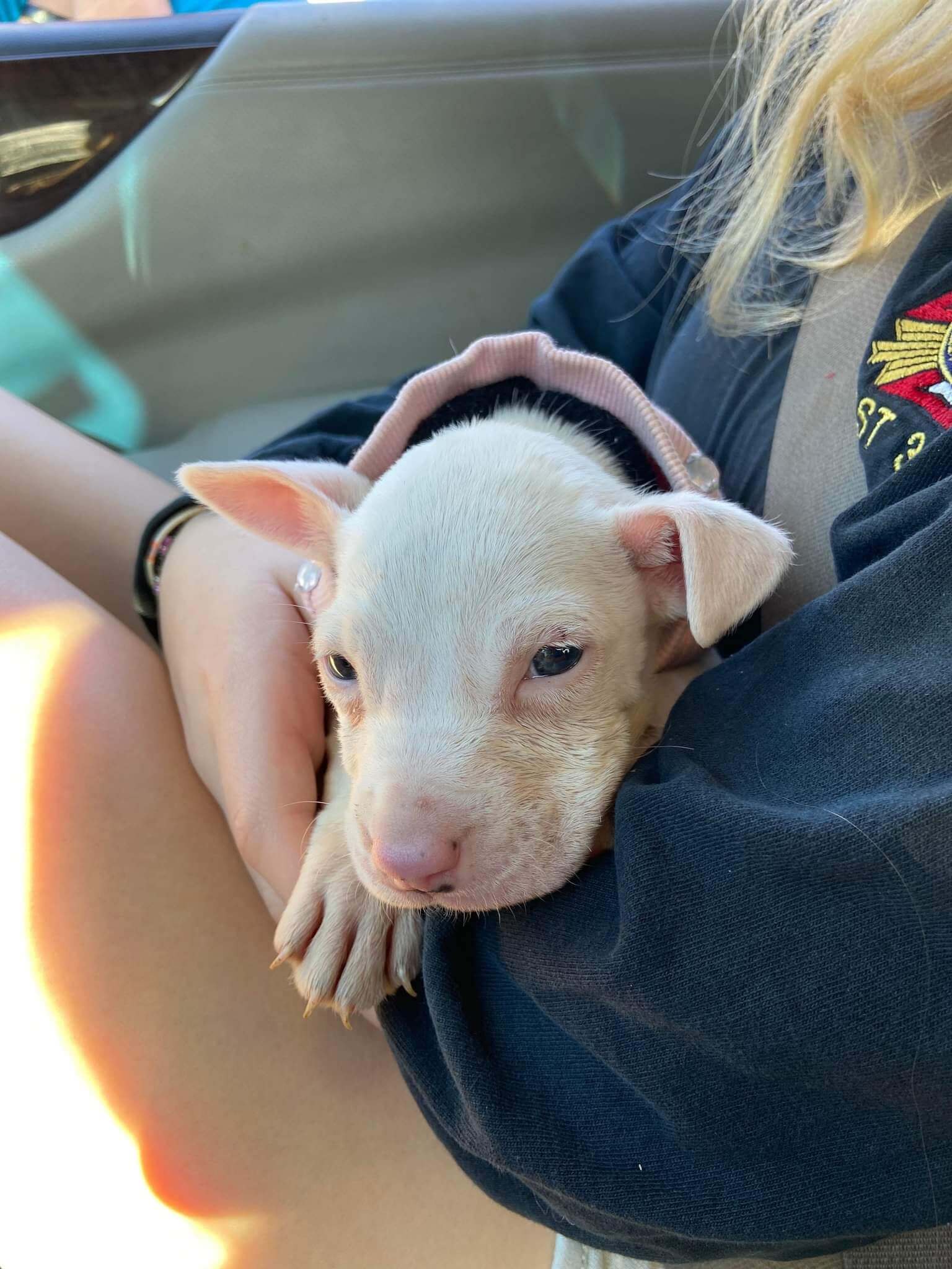 Whimper leads good Samaritan and service dog to tiny puppy abandoned in a box