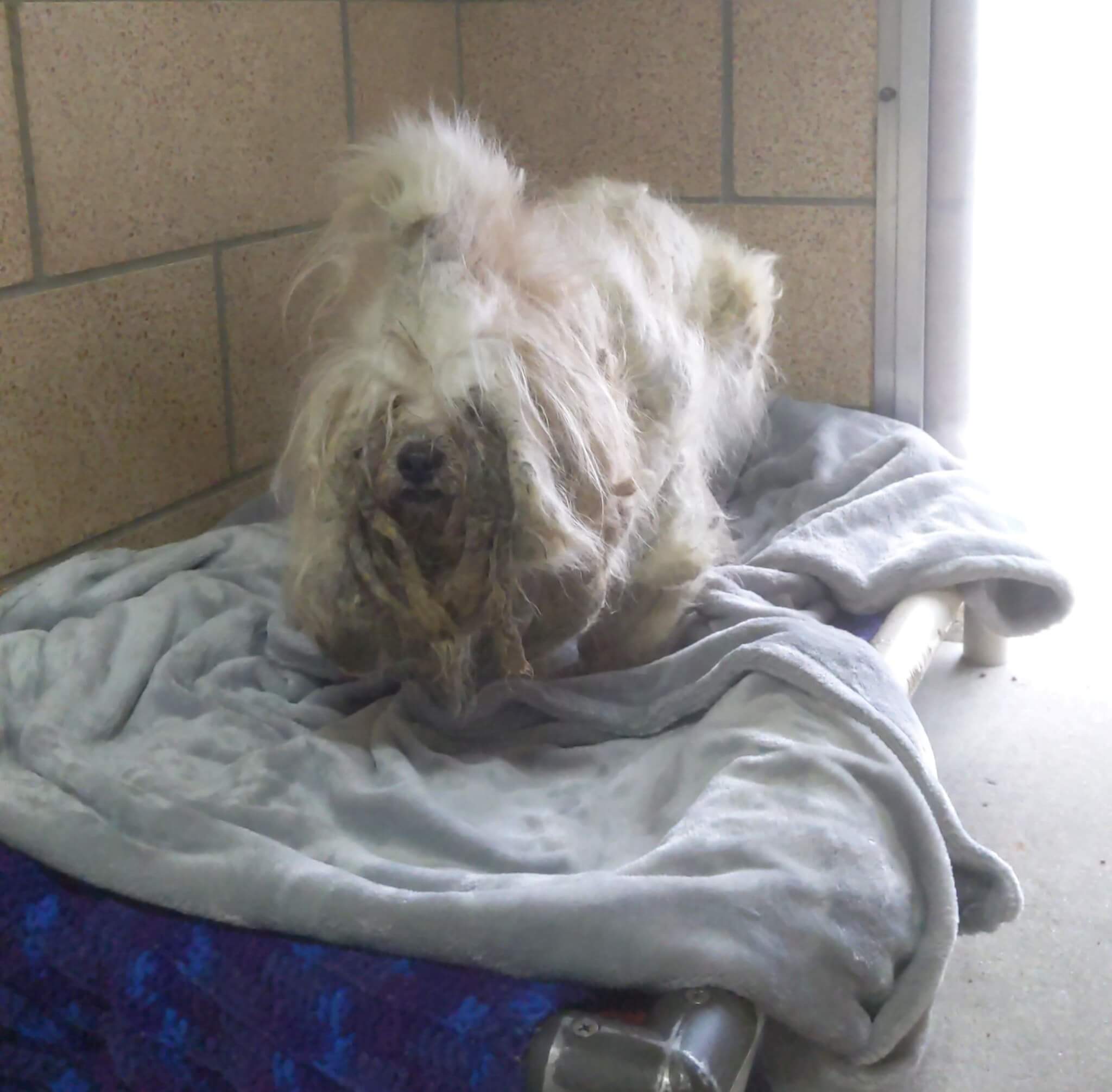Horribly neglected dog safe after being found at scene of violent crime on Christmas Eve