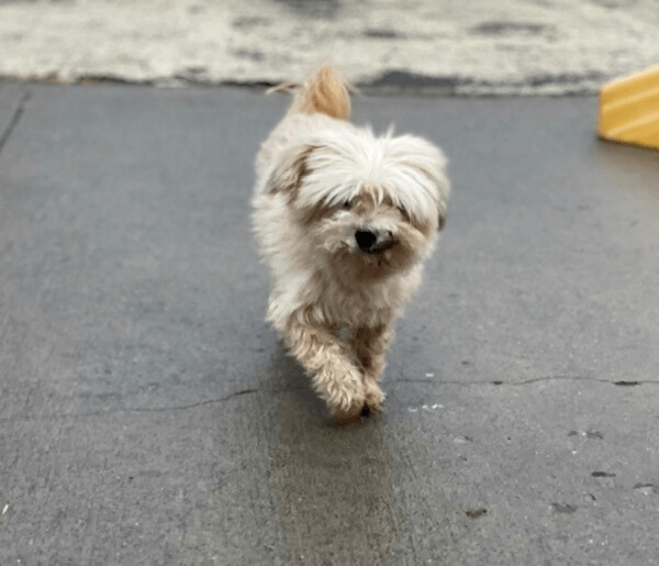 13-year-old dog at shelter after being found in box, beneath an underpass