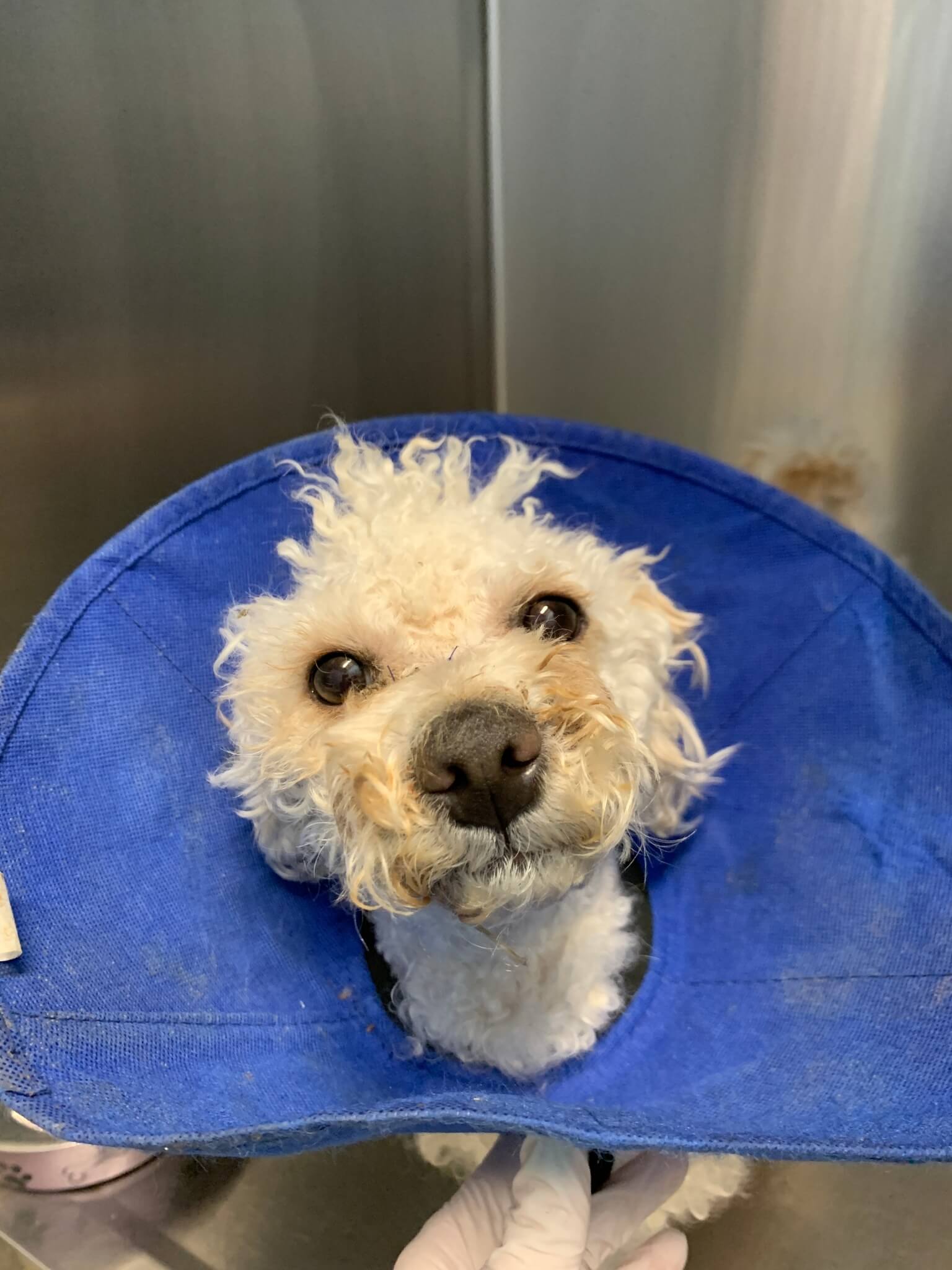 Dog recovering after someone put a tight rubber band around his muzzle