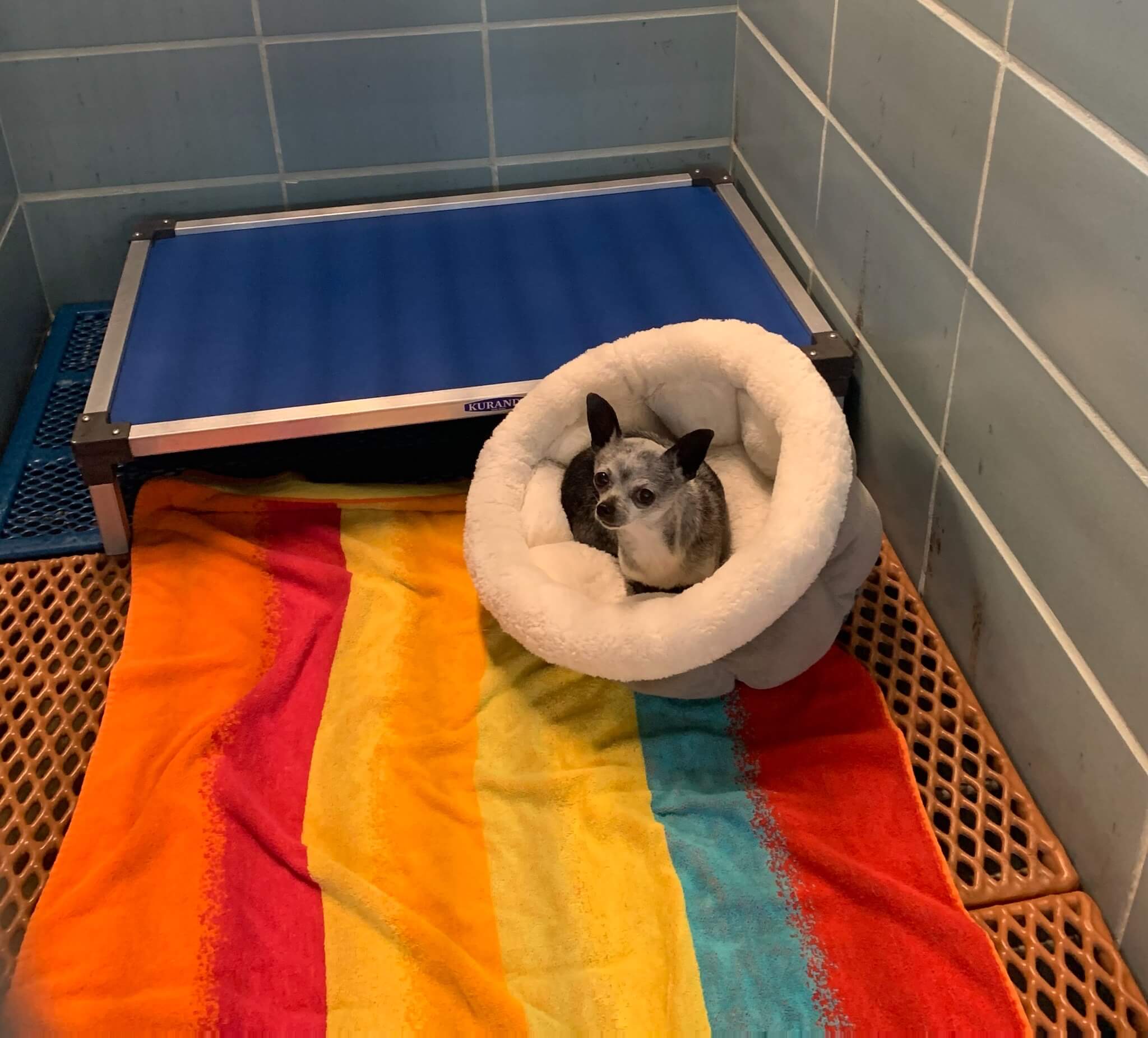 Months after disappearing, senior dog found almost 70 miles from home