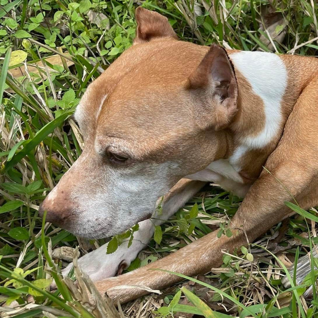 Malnourished, senior dog found abandoned in trash bag in roadway – police search for owner