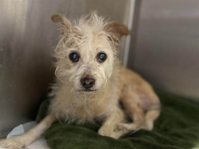 Sight-impaired, senior dog in need of help at busy shelter