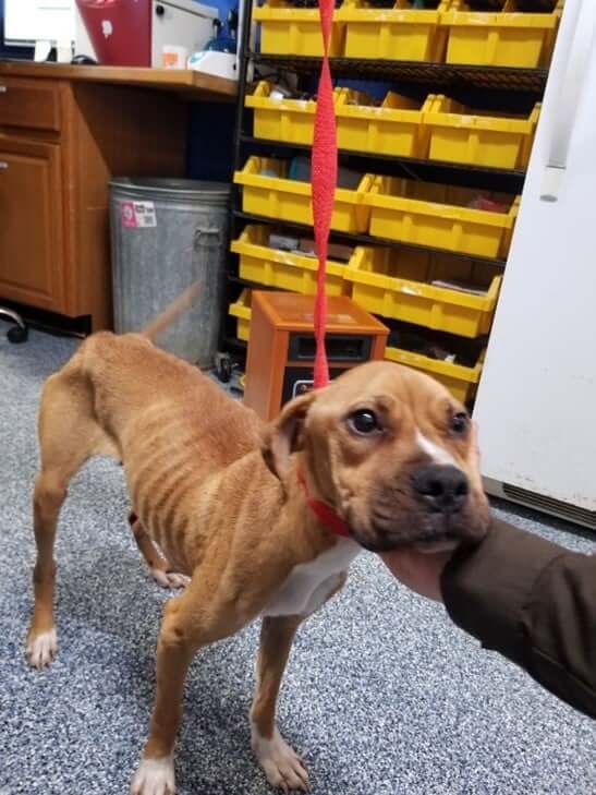 Large scale rescue saves estimated 26 malnourished dogs from terrible conditions