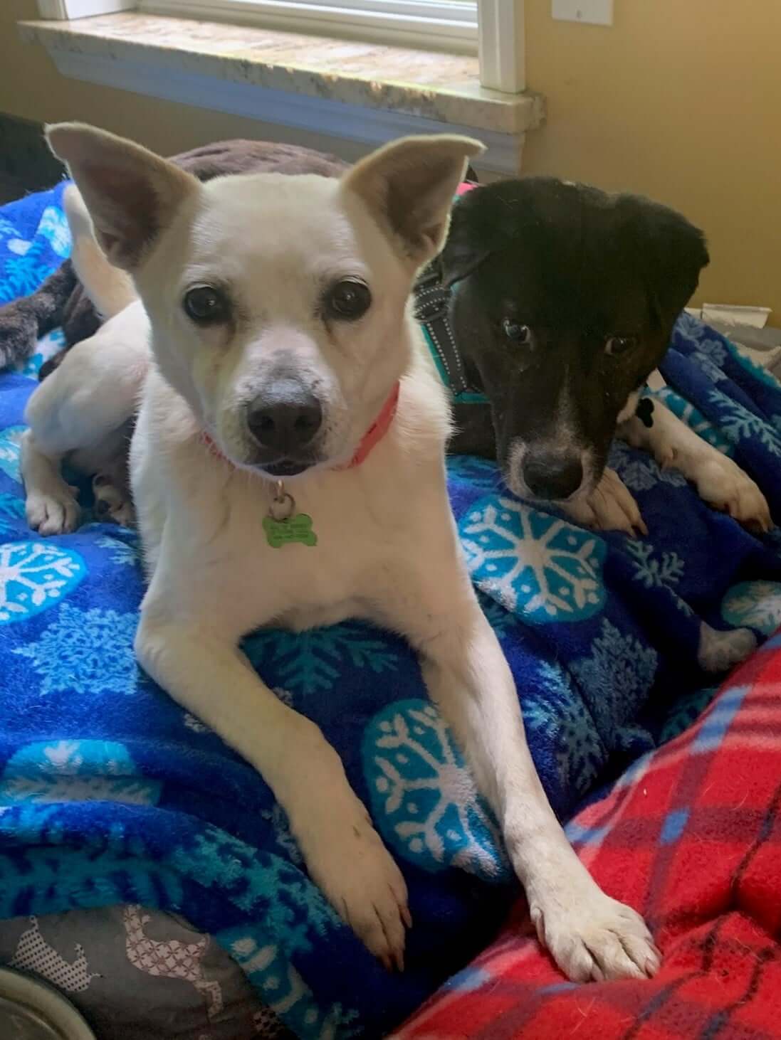 Special home needed for bonded dogs – one is blind and the other is his guide dog