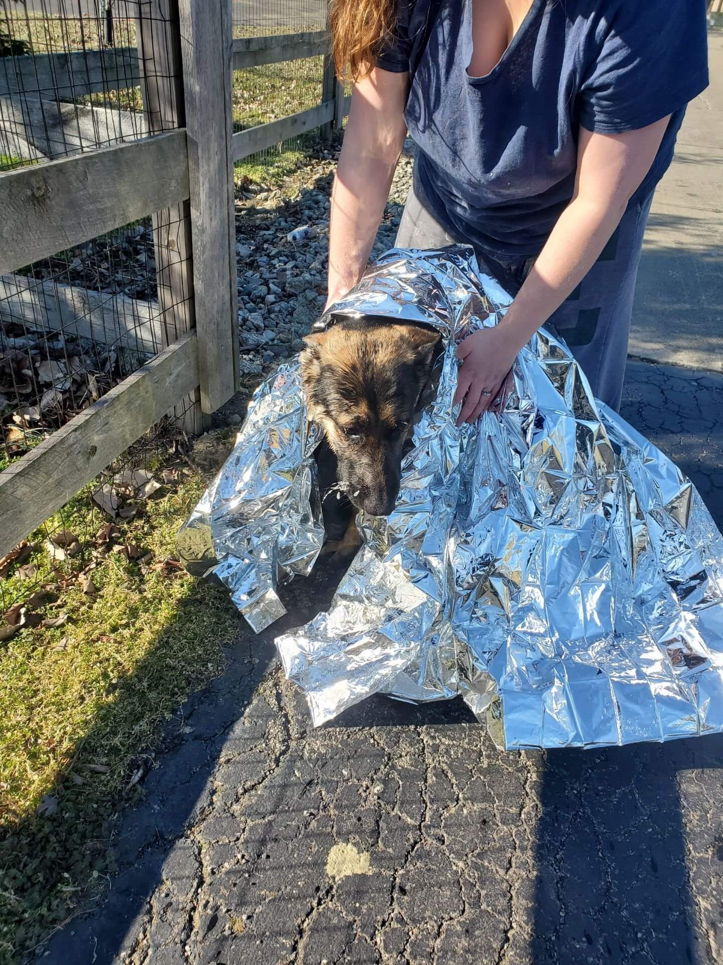 Deputy saves German shepherd puppy who fell through ice on pond