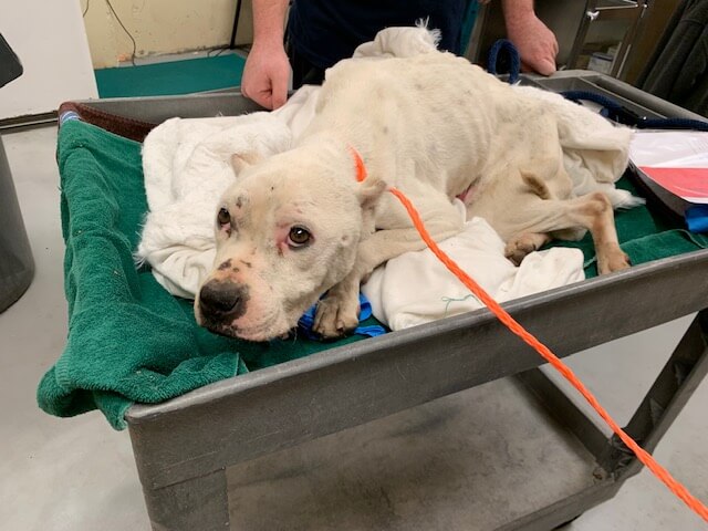 Brighter days ahead for skeletal dog found too weak to walk