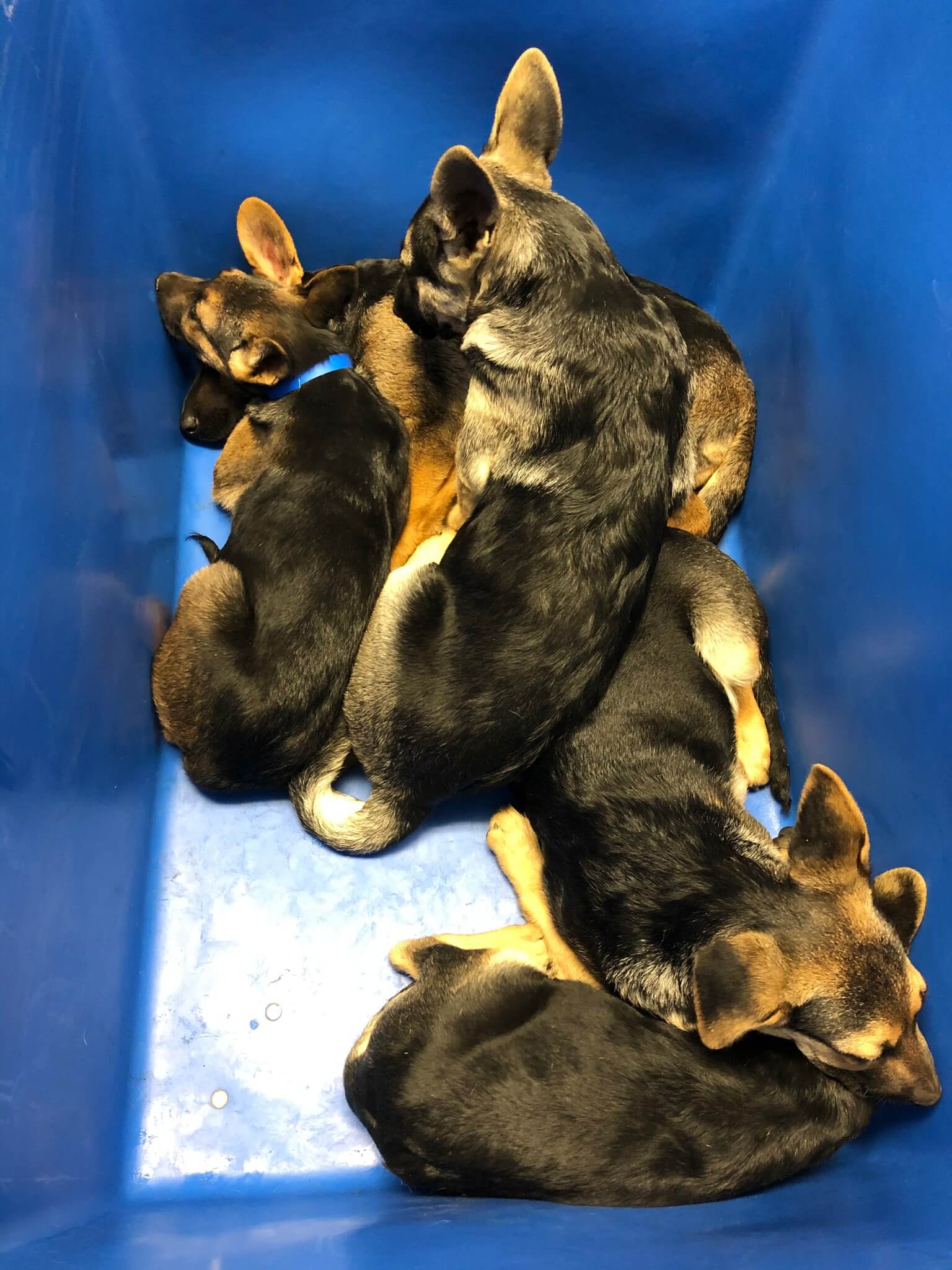 A call for help – breeder dumped 6 German shepherd puppies