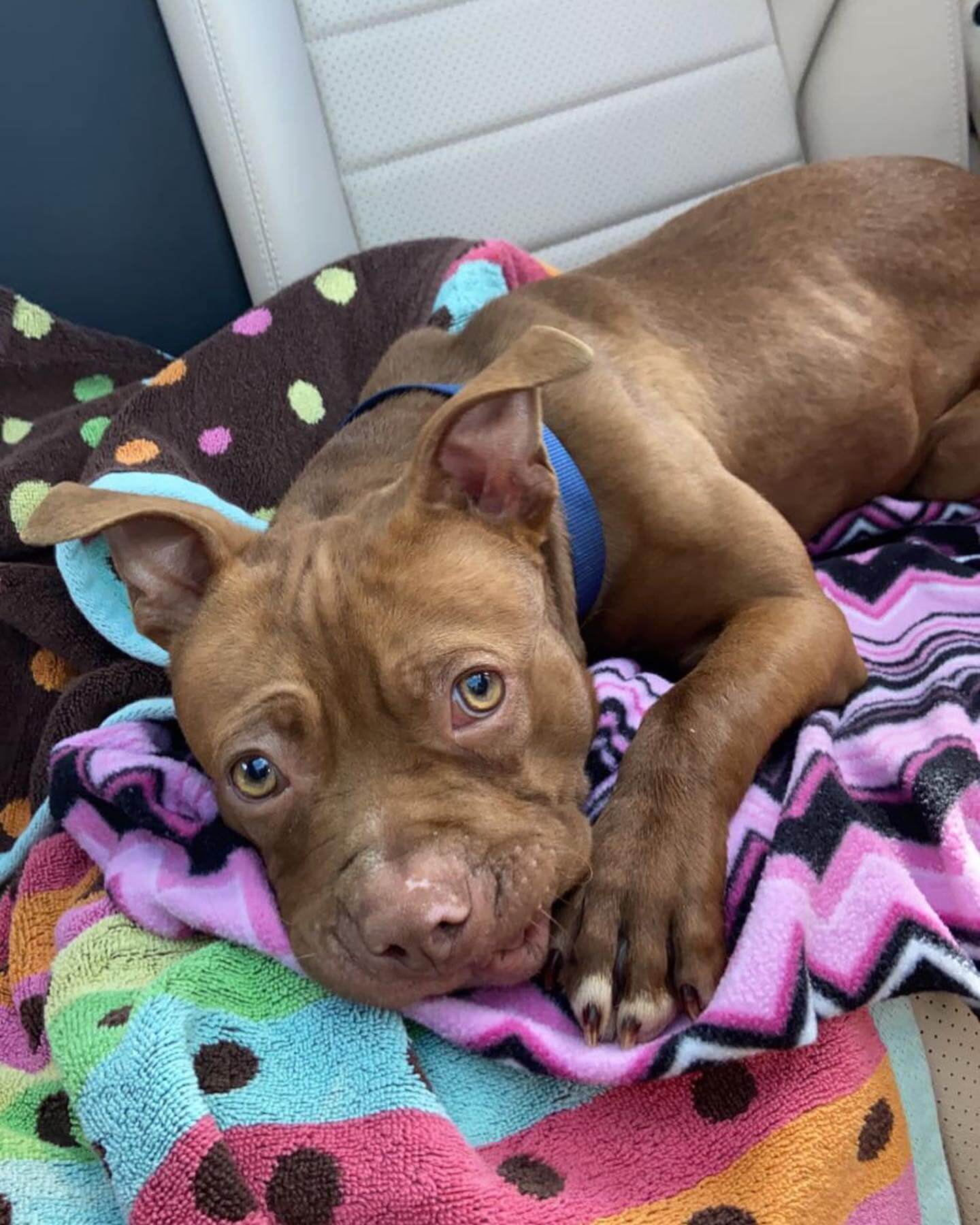 Rescue caring for puppy who has all of his teeth pulled out