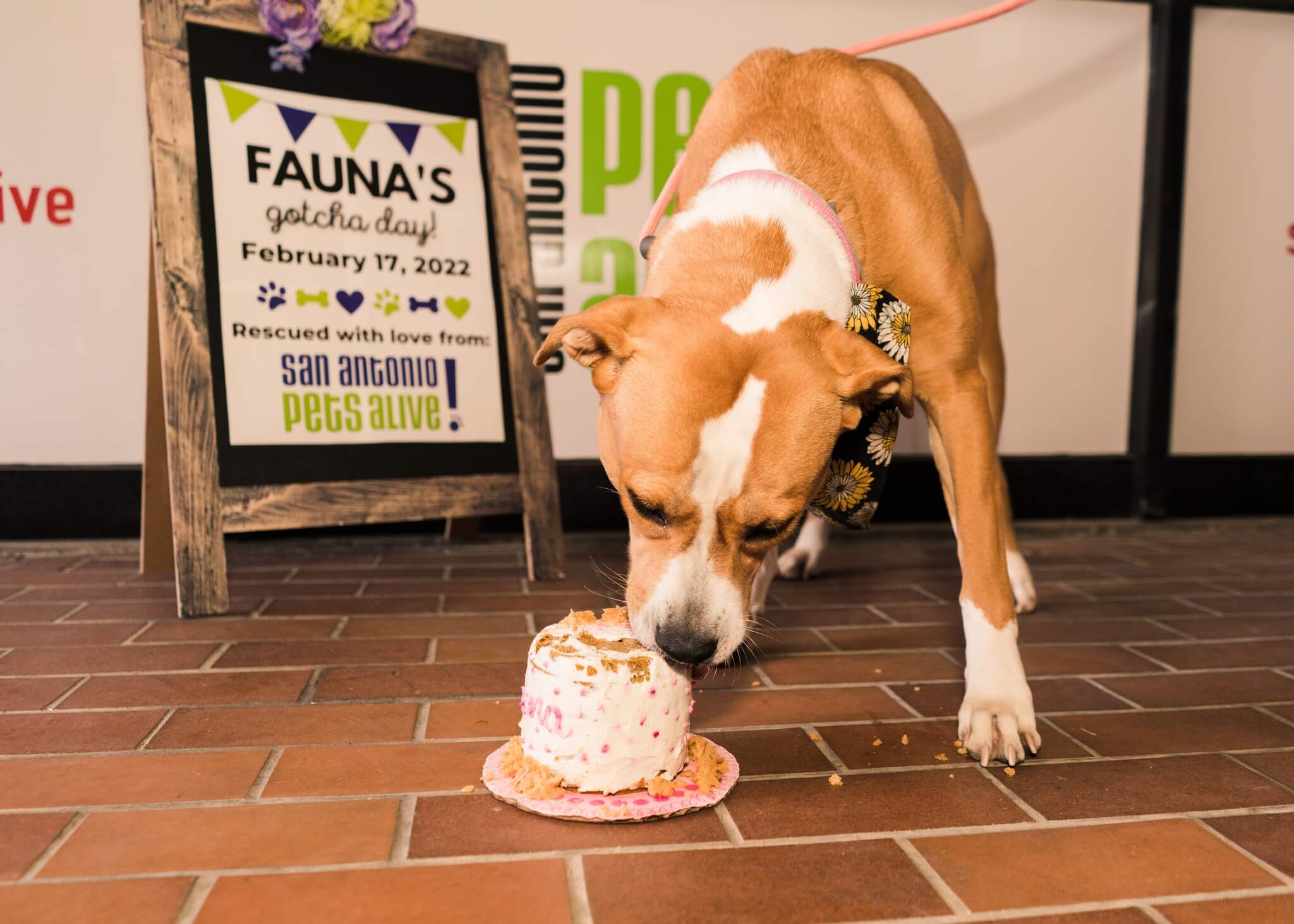 Cheers! After 384 days at shelter, dog is finally adopted