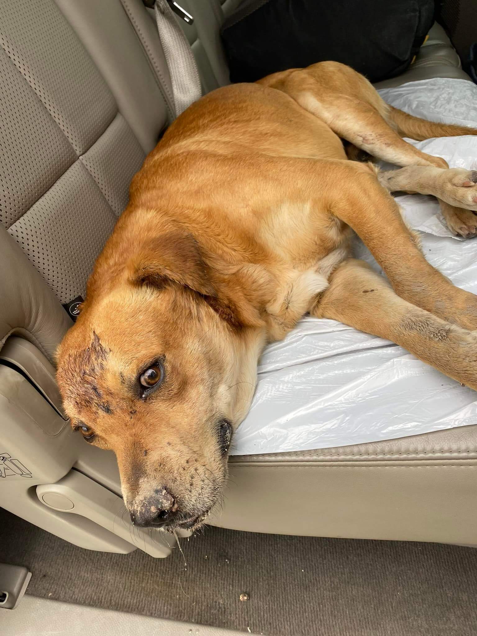 Rescuers take in dog who was beaten, shot and left for dead in Texas