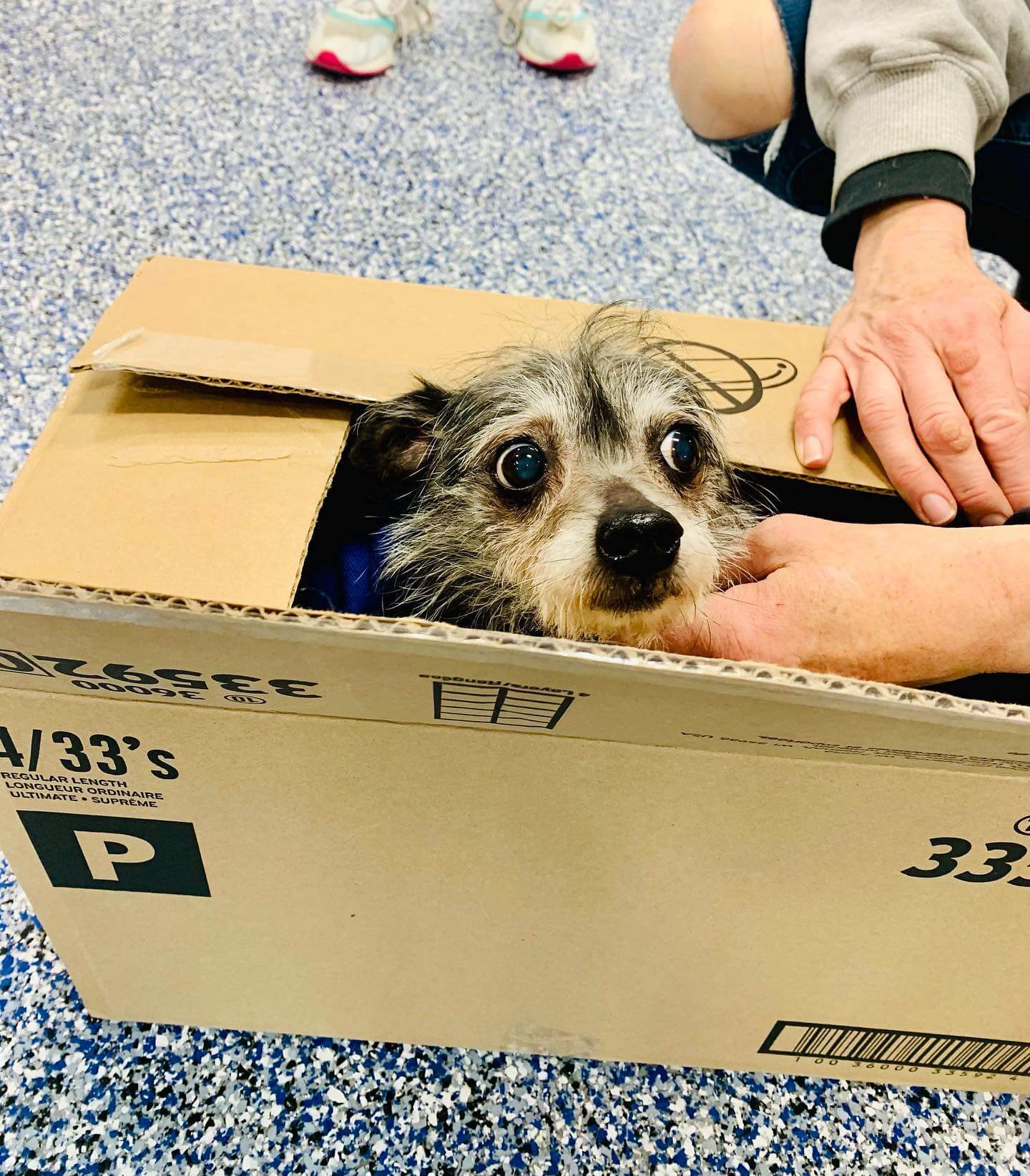 Good Samaritan found dog taped into box, abandoned on highway