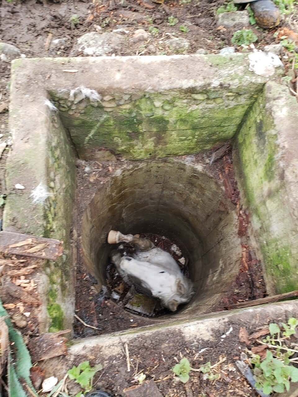 Incredible rescue – horse saved after falling into abandoned well