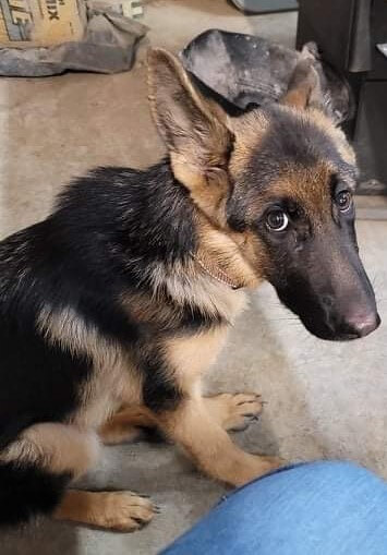 Rescuers take in emaciated shepherd, too weak to stand