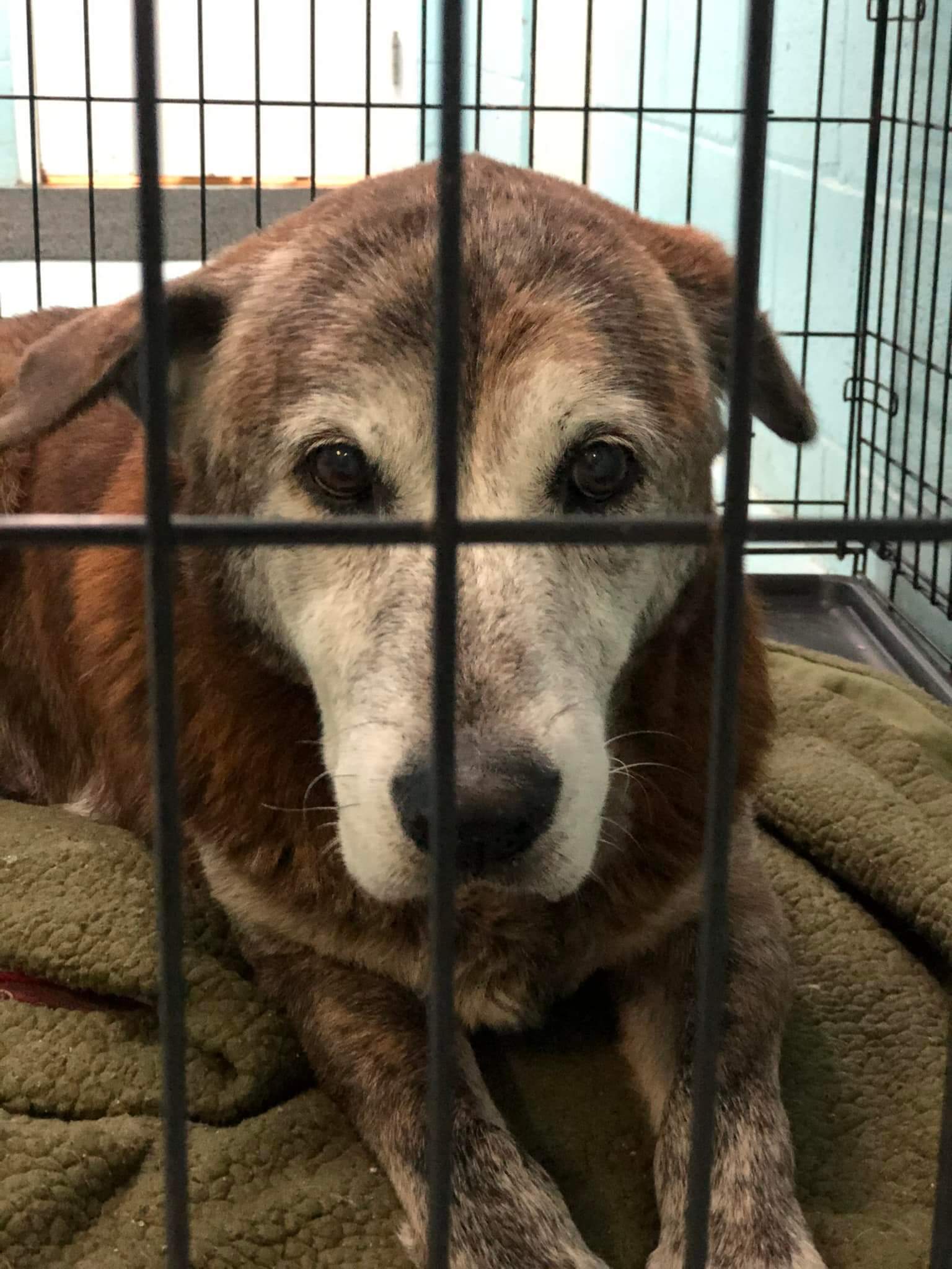 ‘Our hearts are breaking’ Senior dog found guarding deceased owner’s body