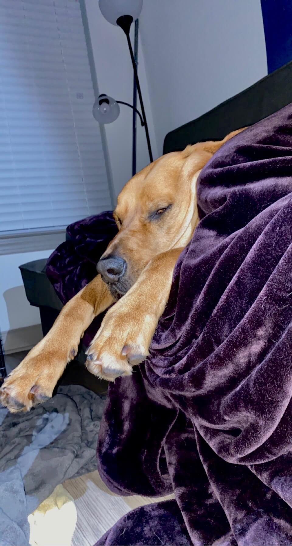 Shelter wonders if anyone will take a chance on longest resident, Tinto