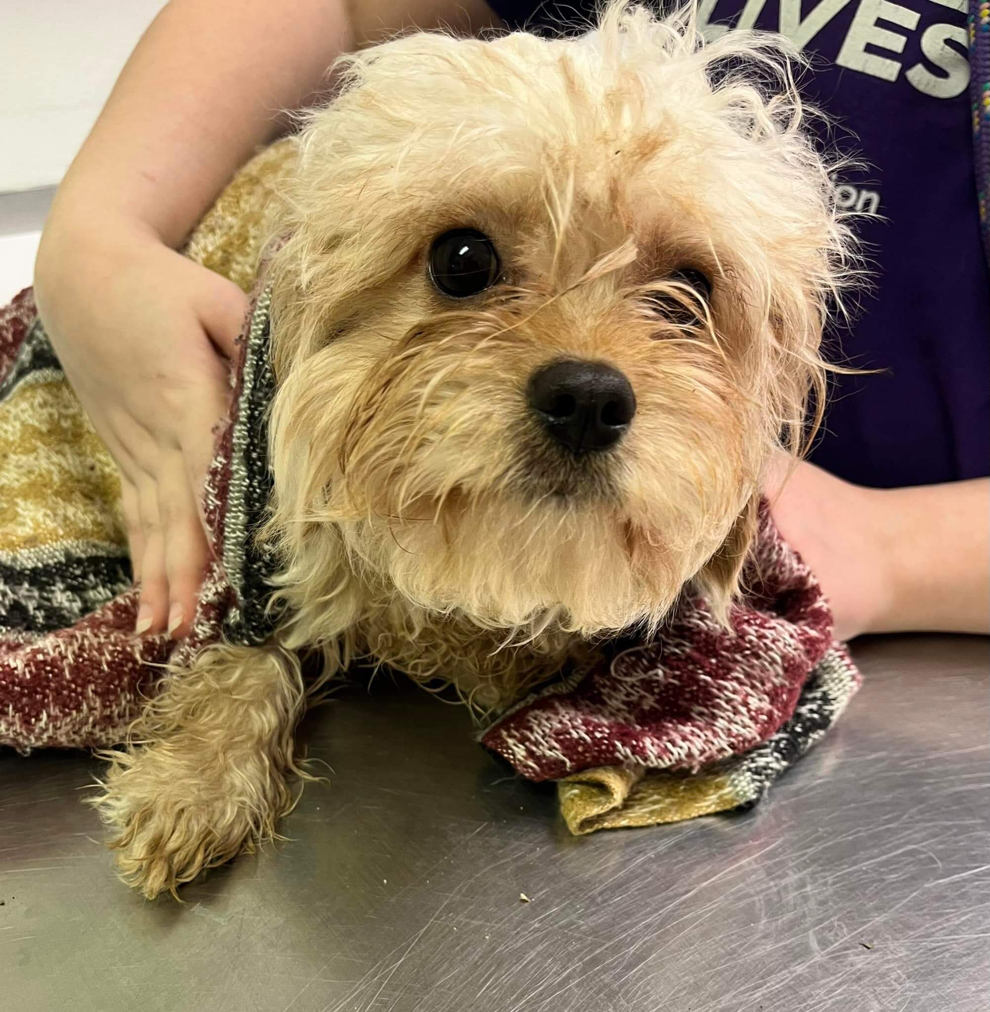 Dog tethered to cinder block rescued from creek and reunited with owner