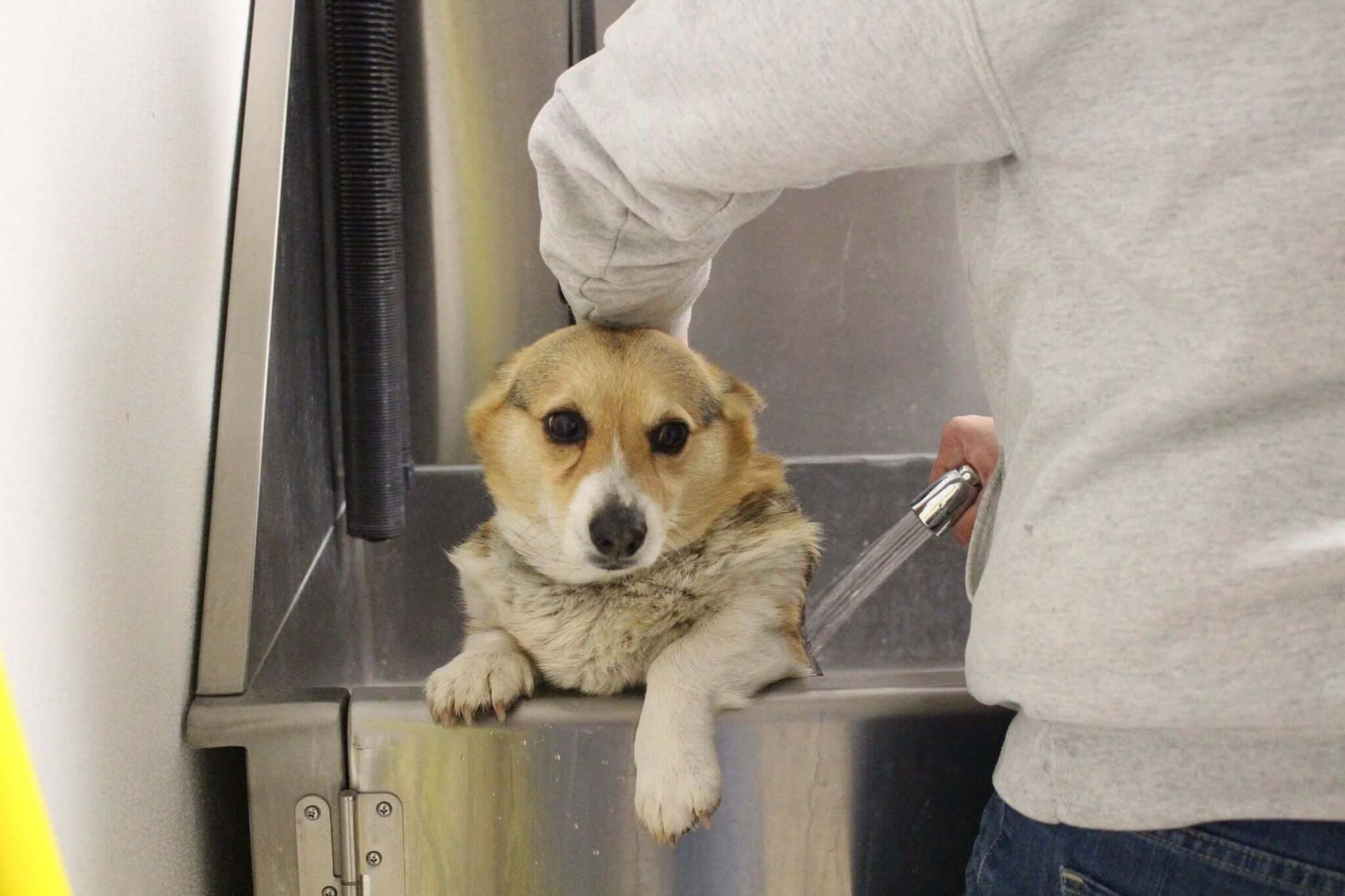 After 7 years of producing puppies, breeder called vet to come euthanize her