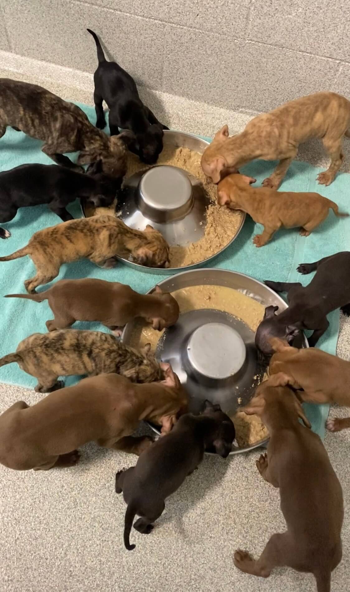 Nearly 2 dozen pups rescued from dismal conditions at hoarder’s home