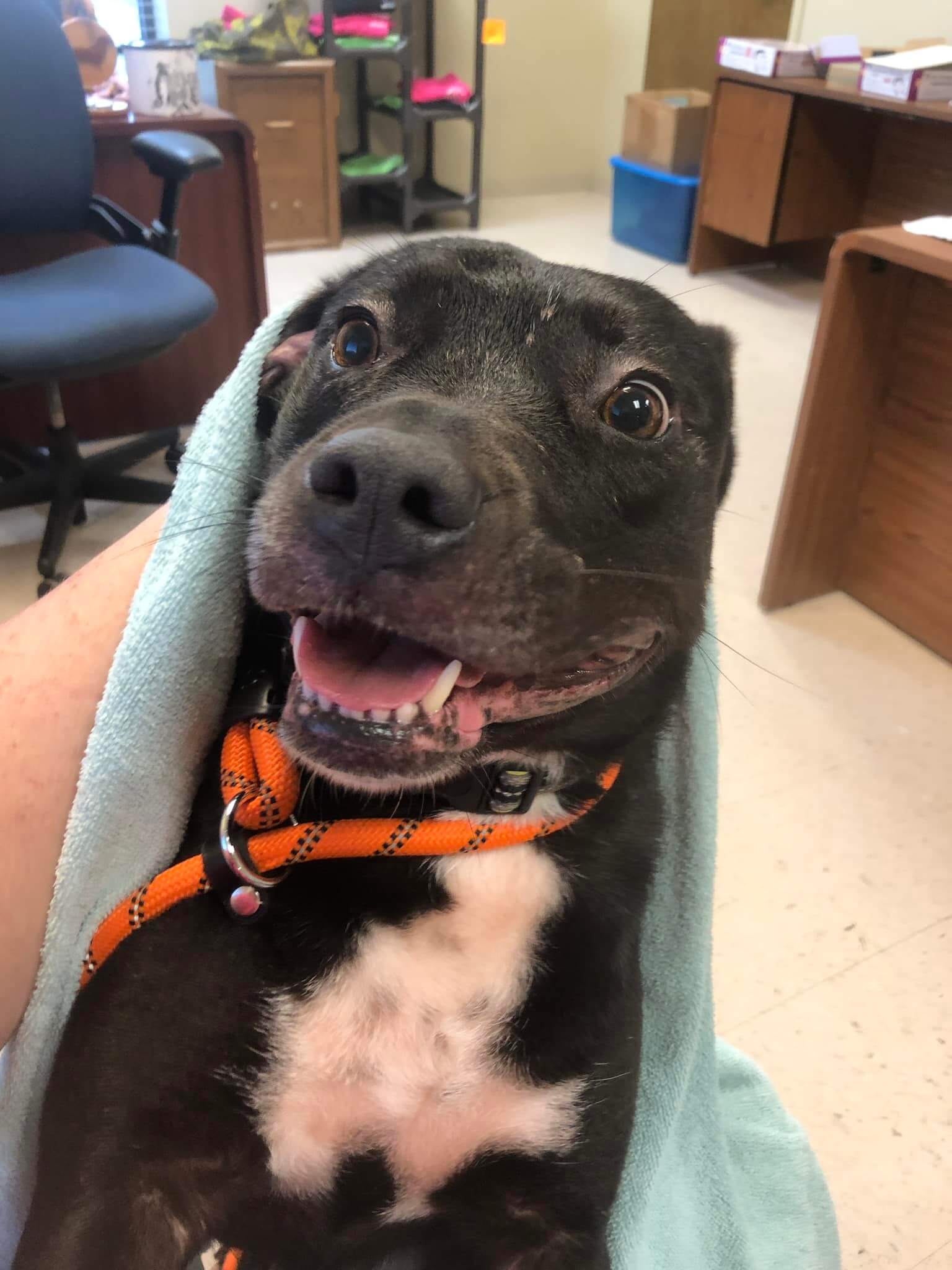 Hero retiree walked into shelter looking for a dog who had been there the longest