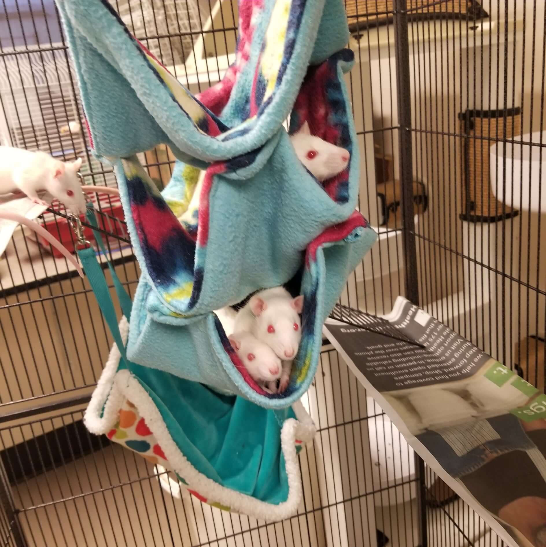 Principal agrees to halt ‘live animal’ experiments after shelter post about unwanted domestic rats