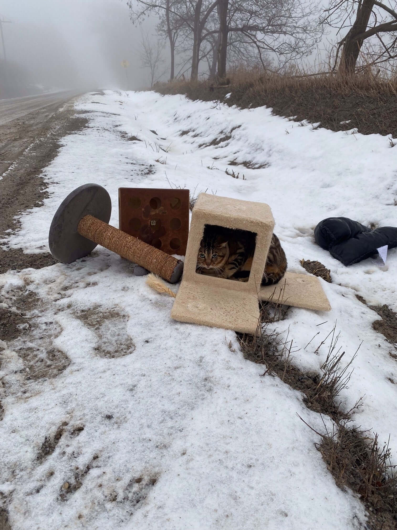 Cat dumped in the snow, alongside road, with all of his belongings
