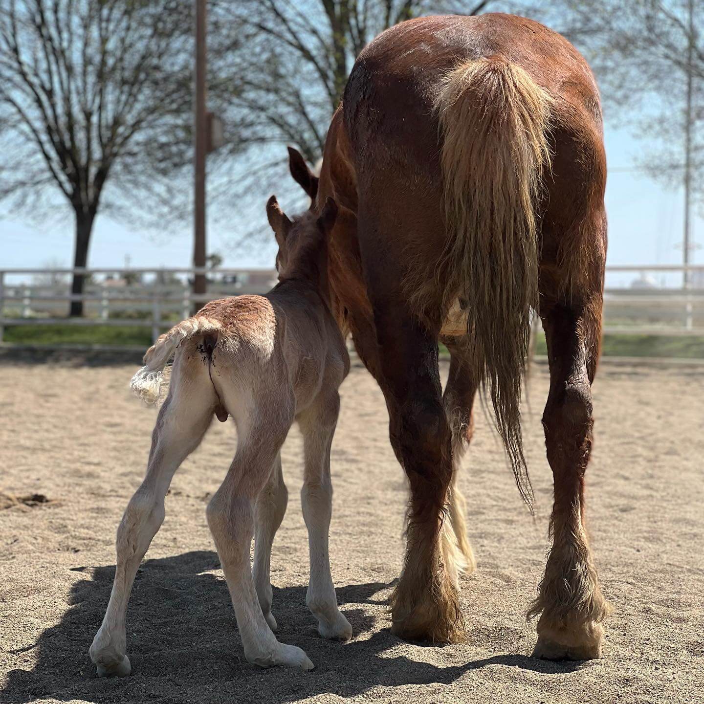 Horse rescued from slaughter delivers ‘surprise’ baby