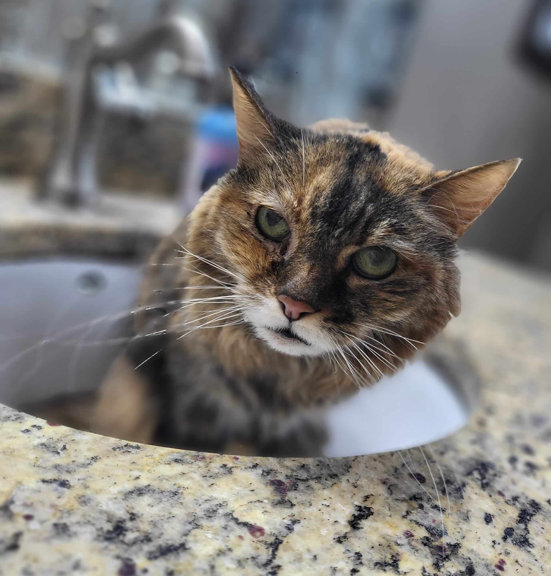 18-year-old cat ‘angry and confused’ after being surrendered to shelter