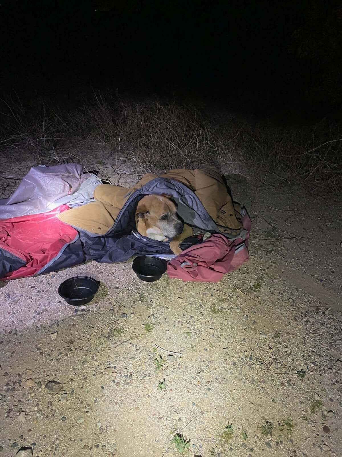 Immobile senior dog abandoned on rural road