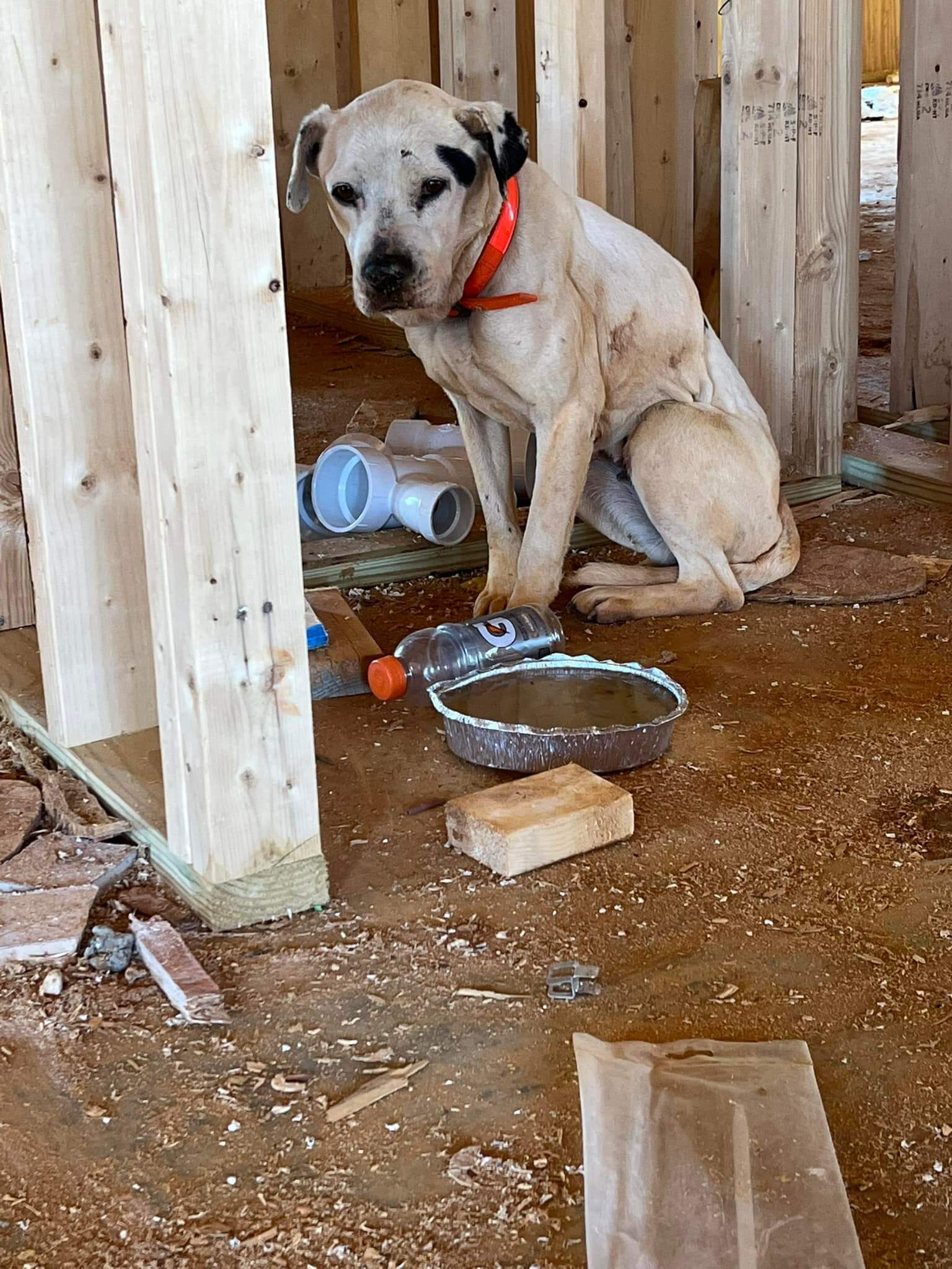 Emaciated, dehydrated dog found at construction site, but help came too late