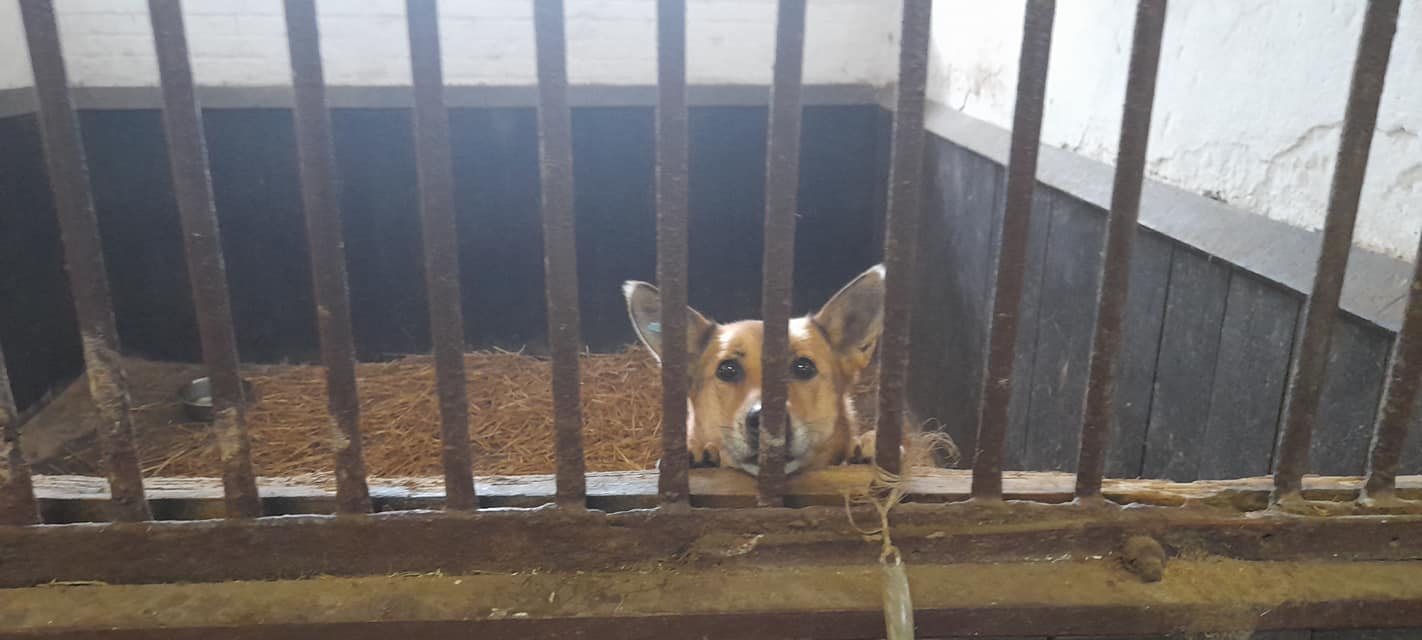 More than 100 dogs rescued from abandoned shelter in Ukraine