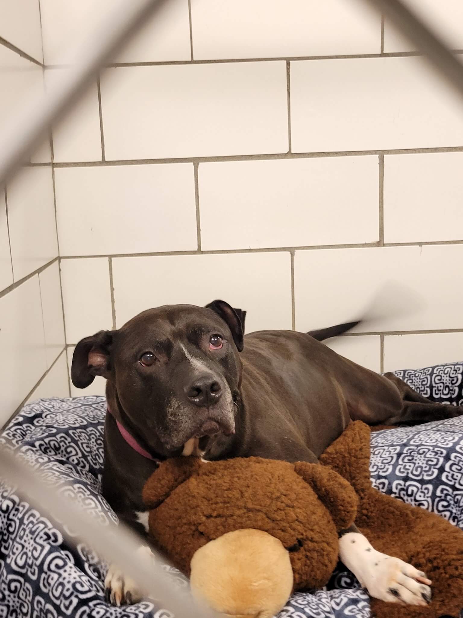 For 2 years, senior shelter dog has peered from kennel as people pass her by