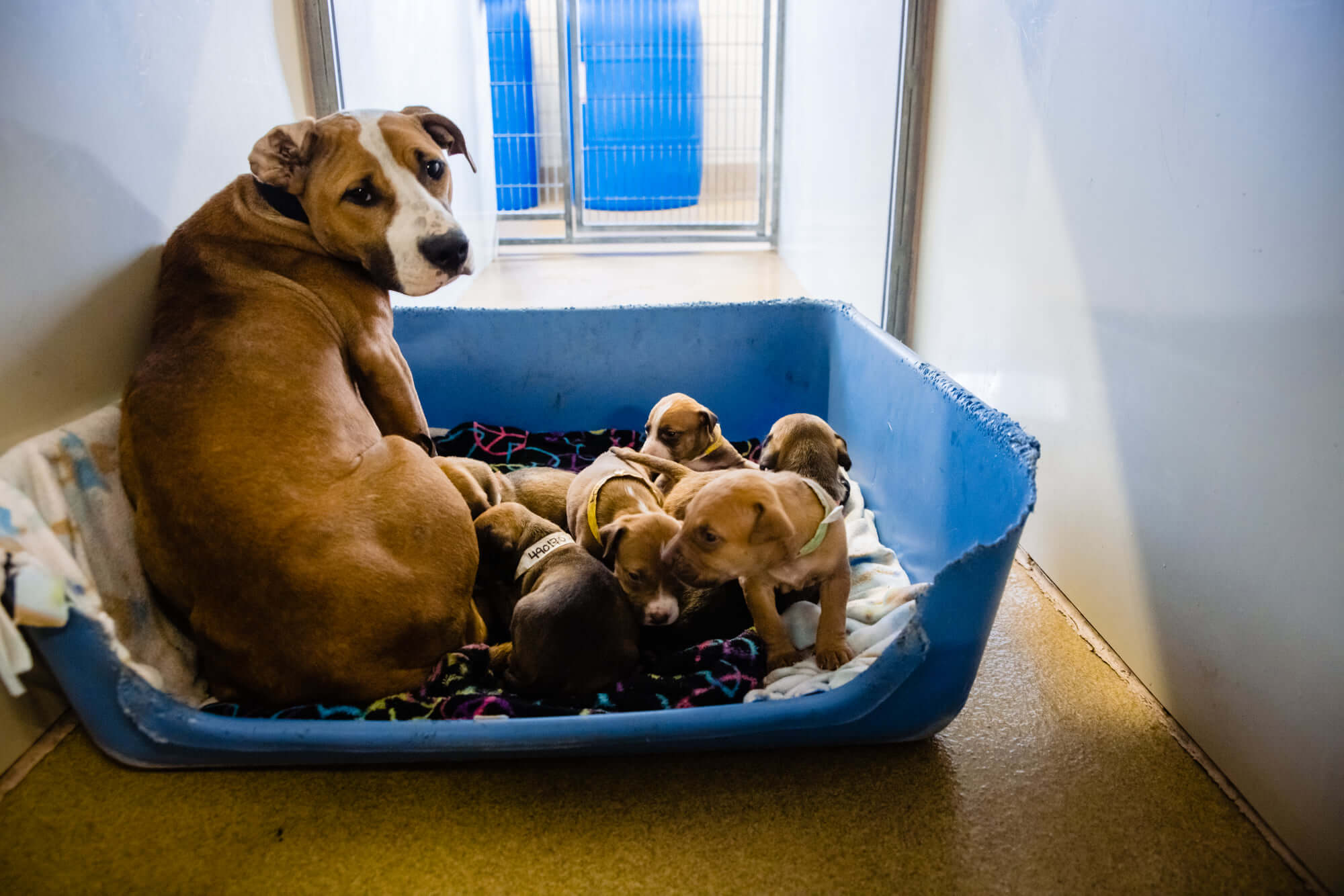 Good Samaritan and officer help save emaciated mother dog and her pups