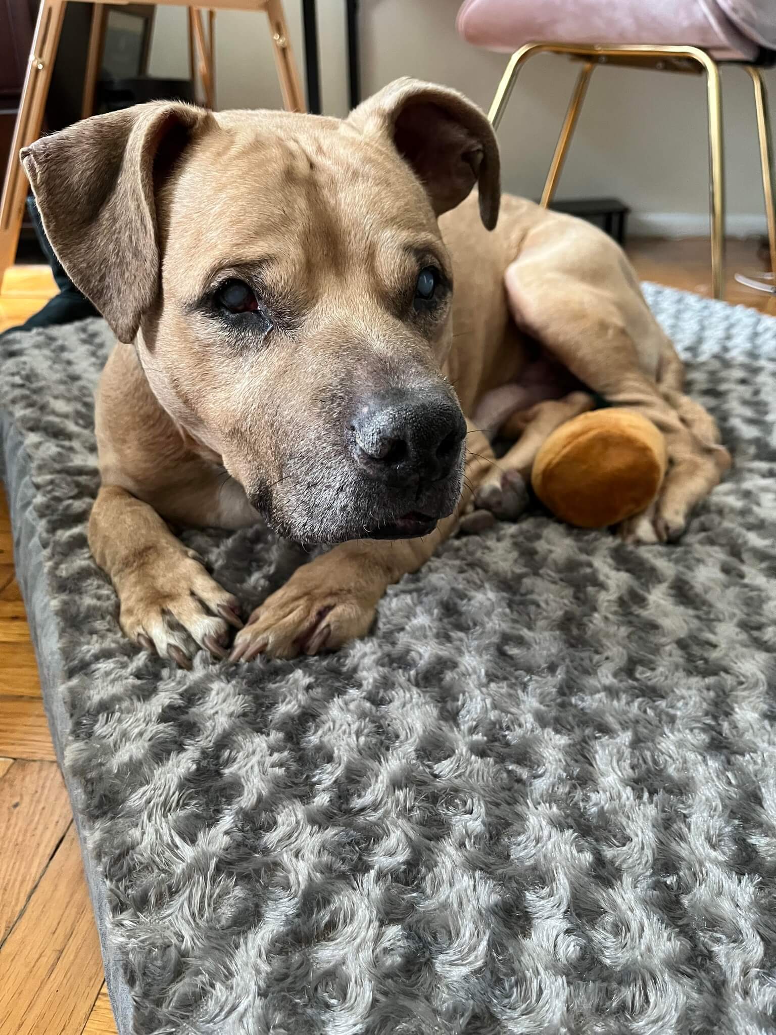 Shelter seeks final home for sweet, blind senior dog who was saved from a dog-fighter