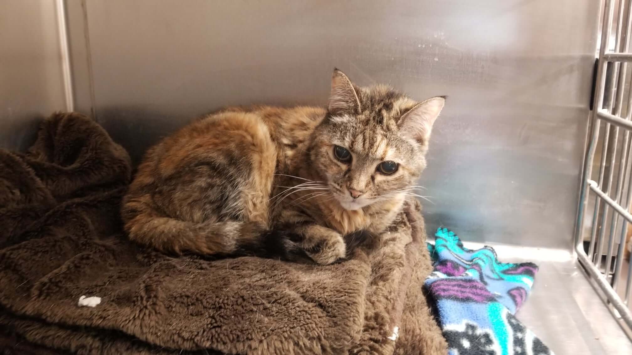 Shelter’s special request for 19 yr old cat whose mom went to a nursing home