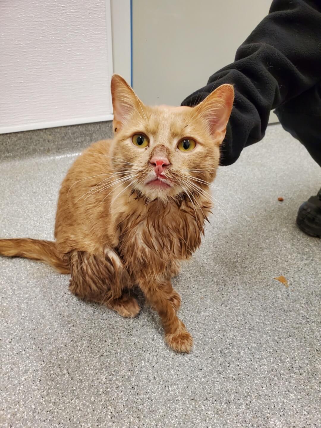 Freezing cat rescued from watery ditch where someone dumped him in carrier