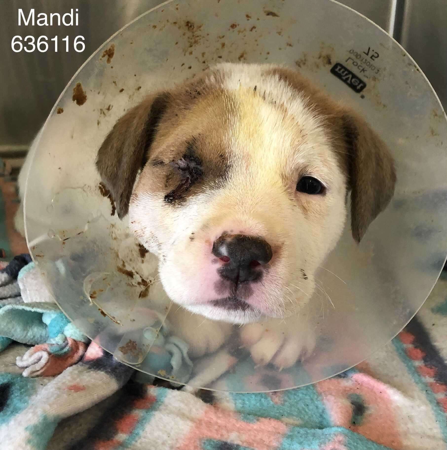 Injured, young puppy at city animal control and she needs help