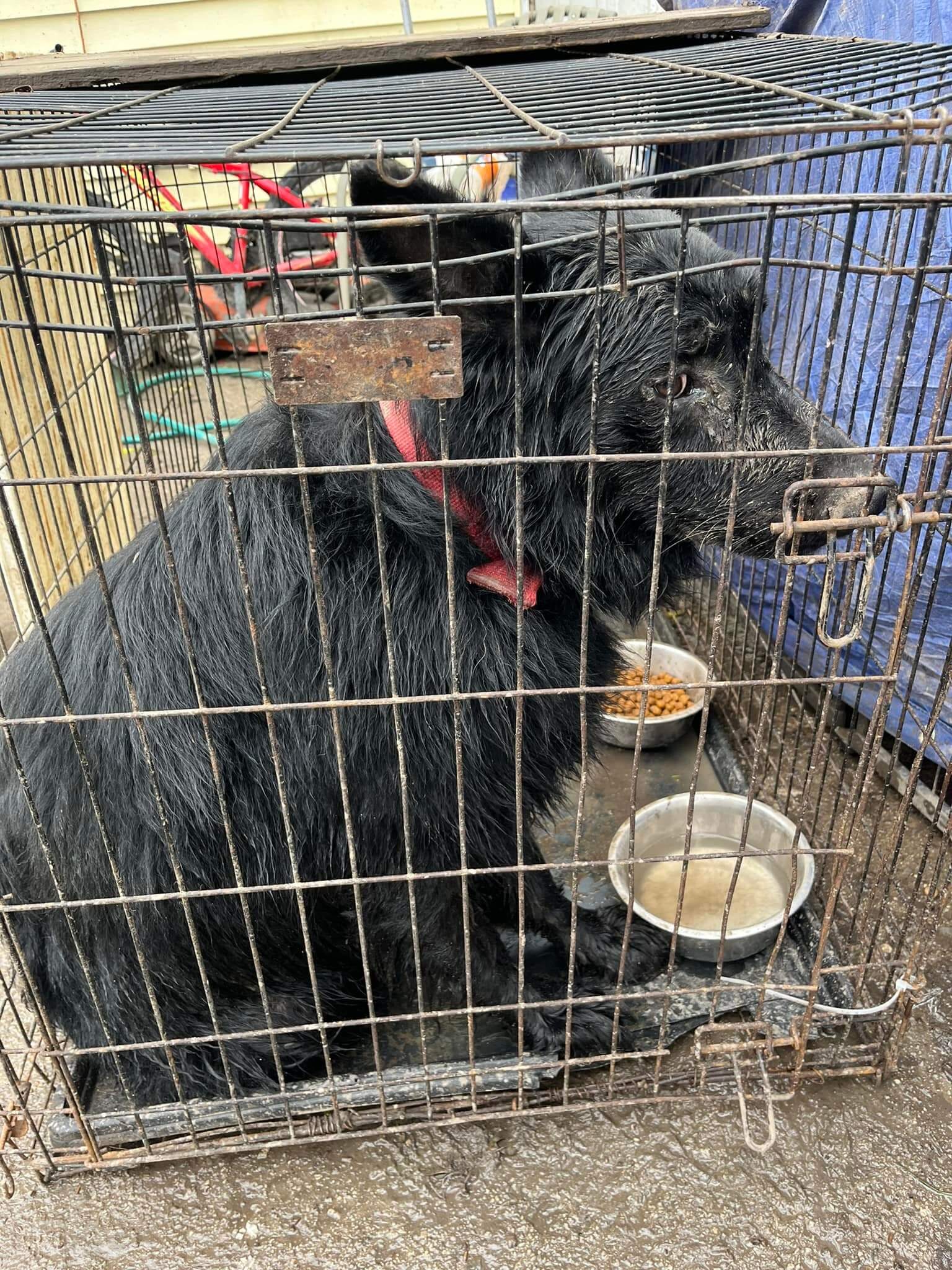 22 German shepherds have been rescued from deplorable conditions