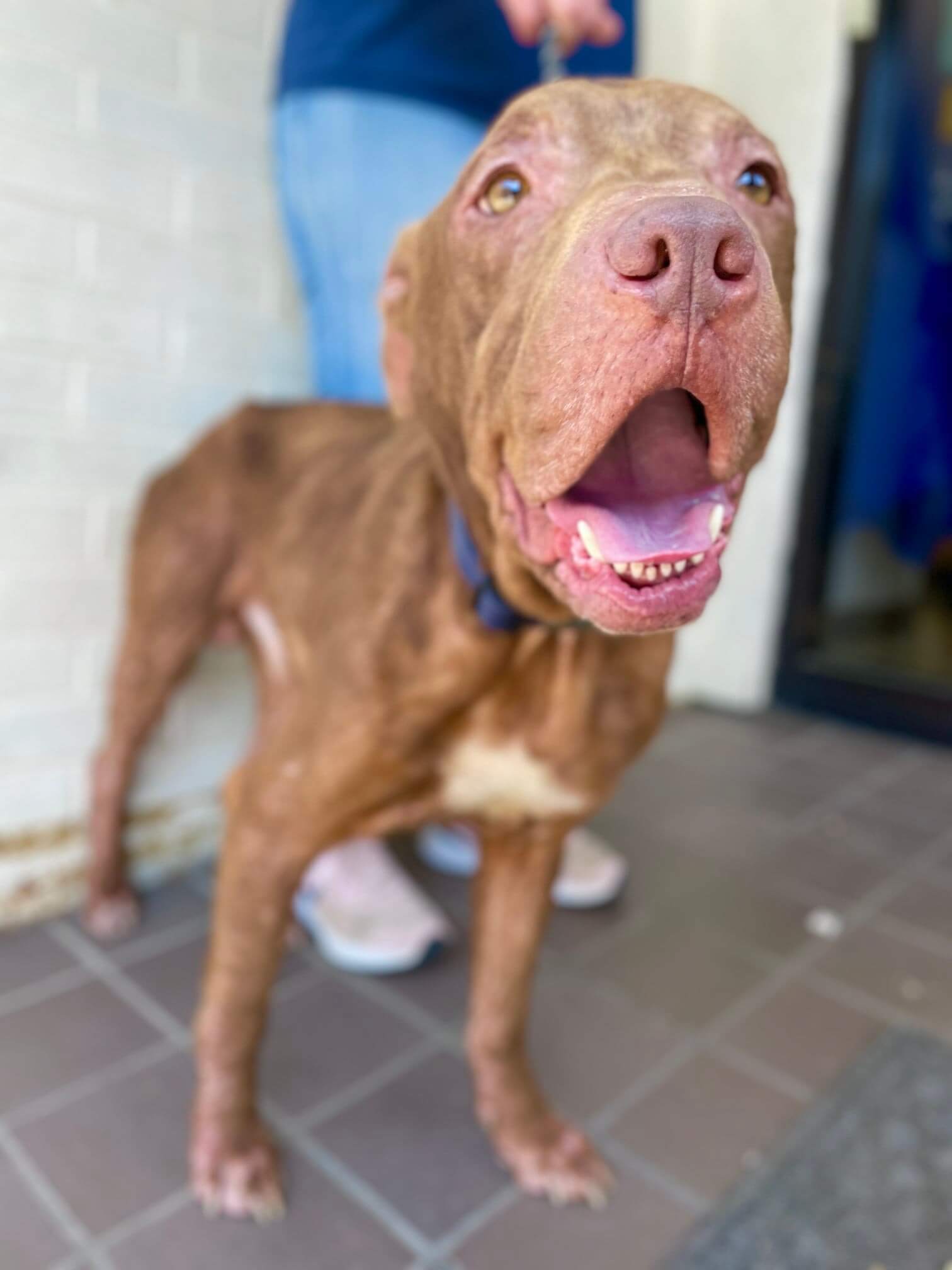 Dogs get second chance at a good life after being removed from cruel owner