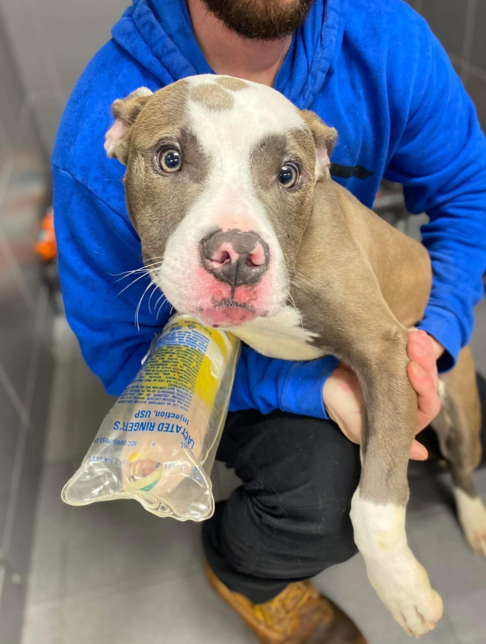 Loveable pup saved after someone threw him into river while he was crated