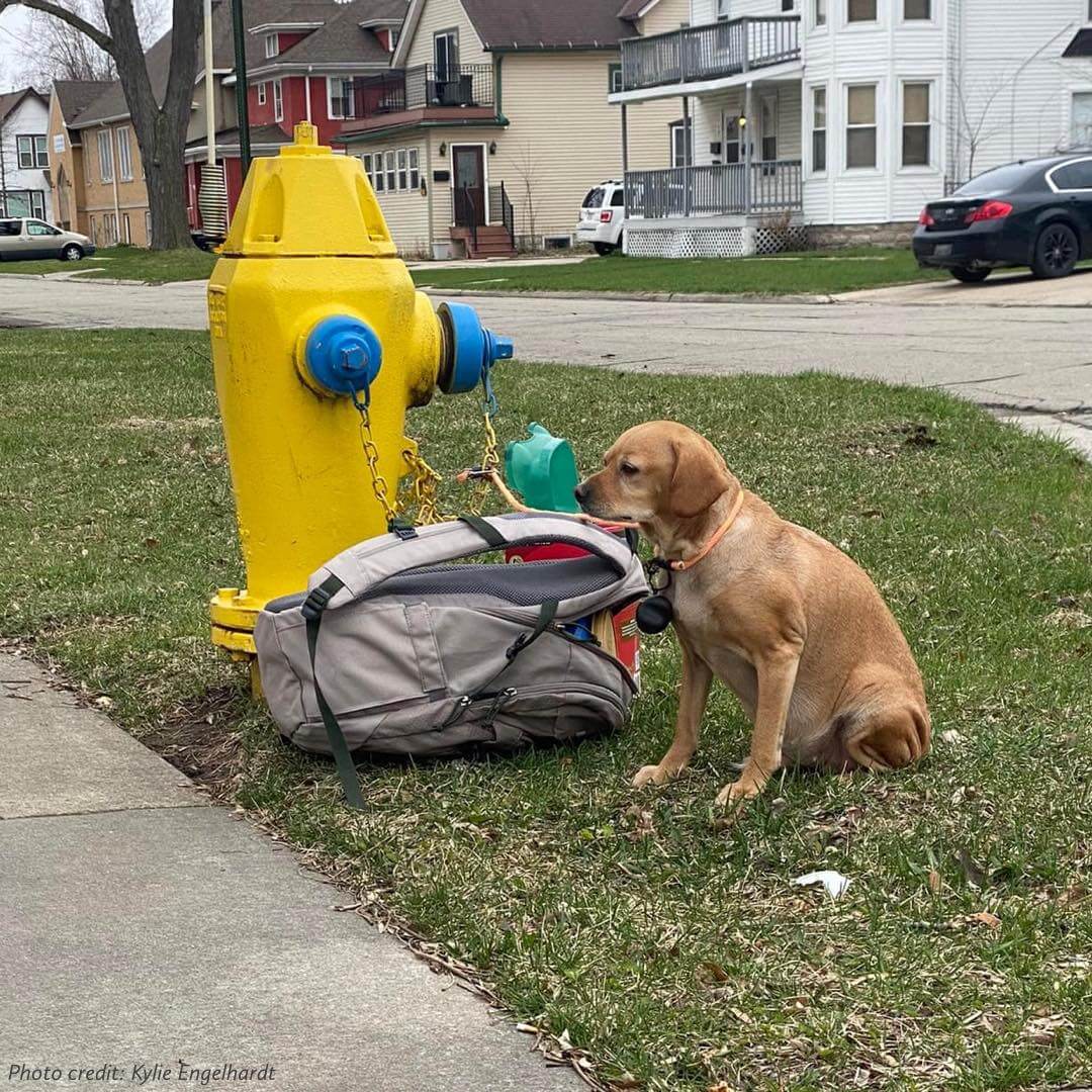 Dog abandoned – tied to a fire hydrant with all of her favorite things