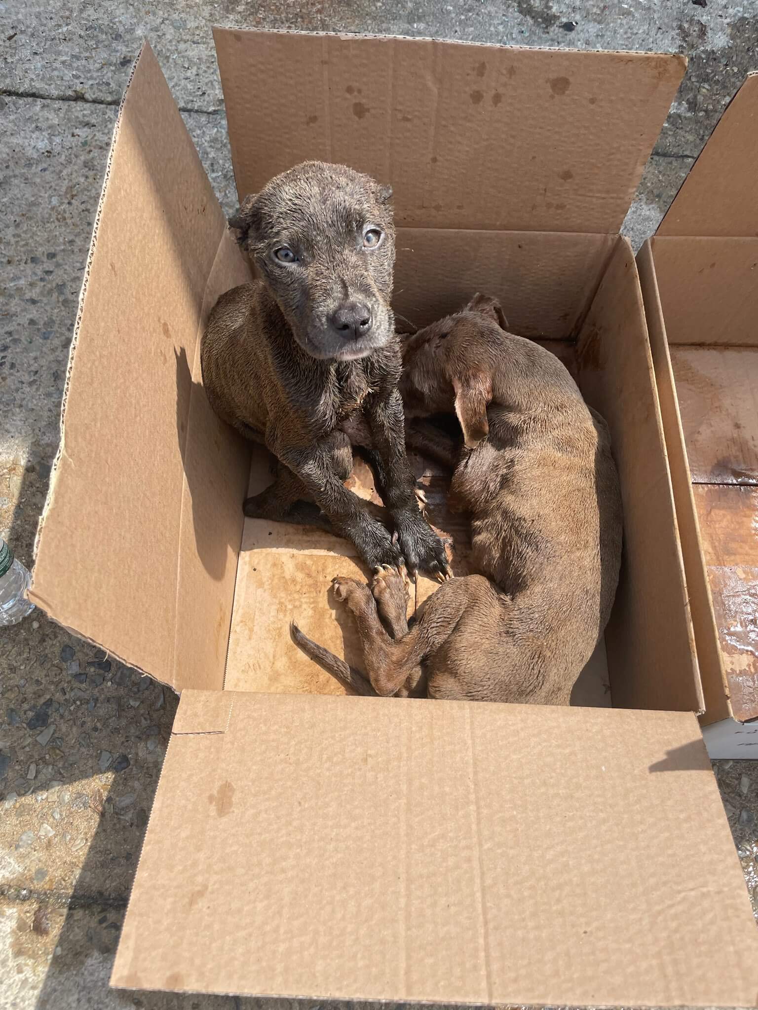 Pups in box, discarded in dumpster – every day rescuers tell her ‘you are not trash’