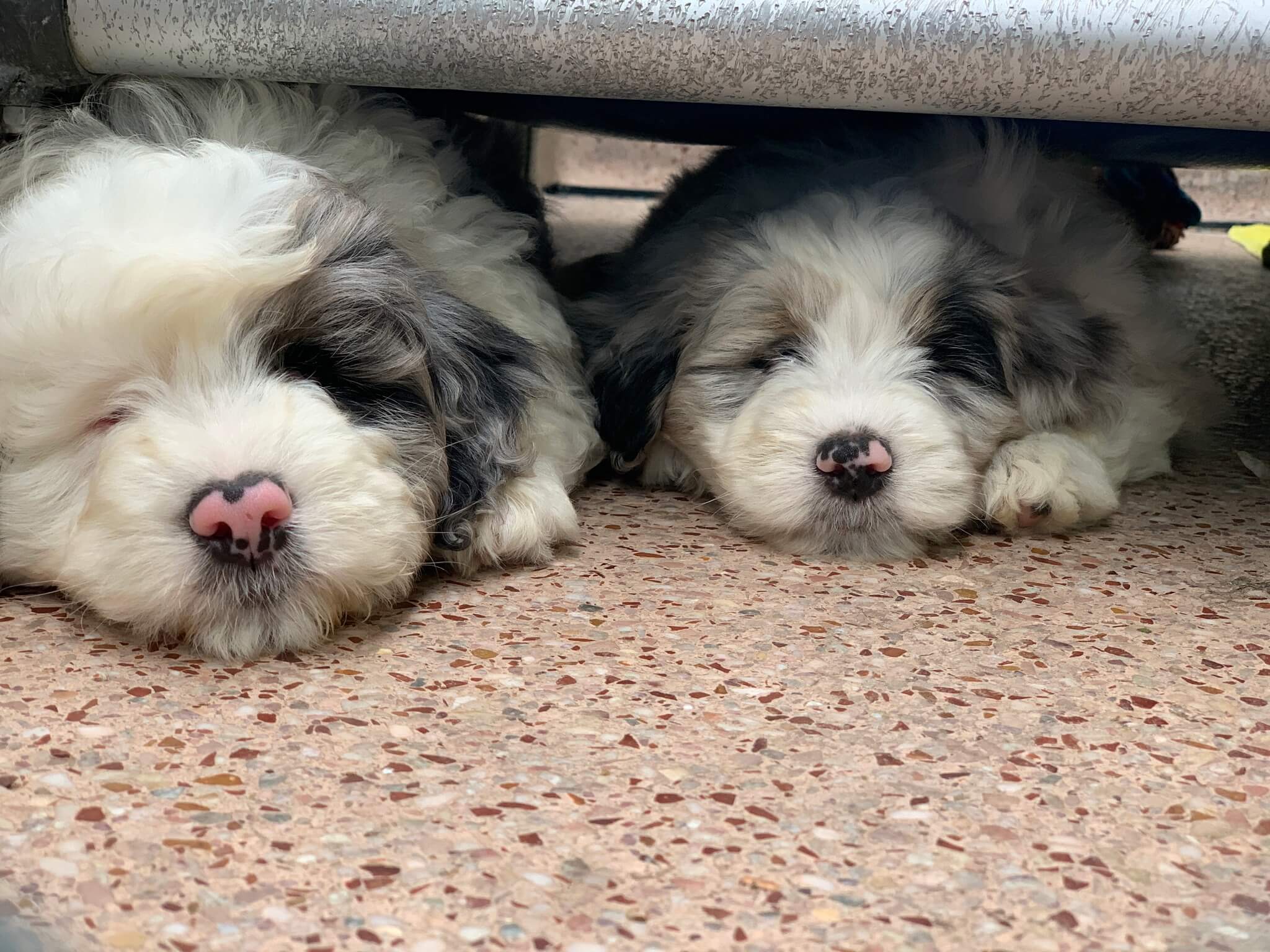 Breeder puppies, not good enough to sell, but perfect to love