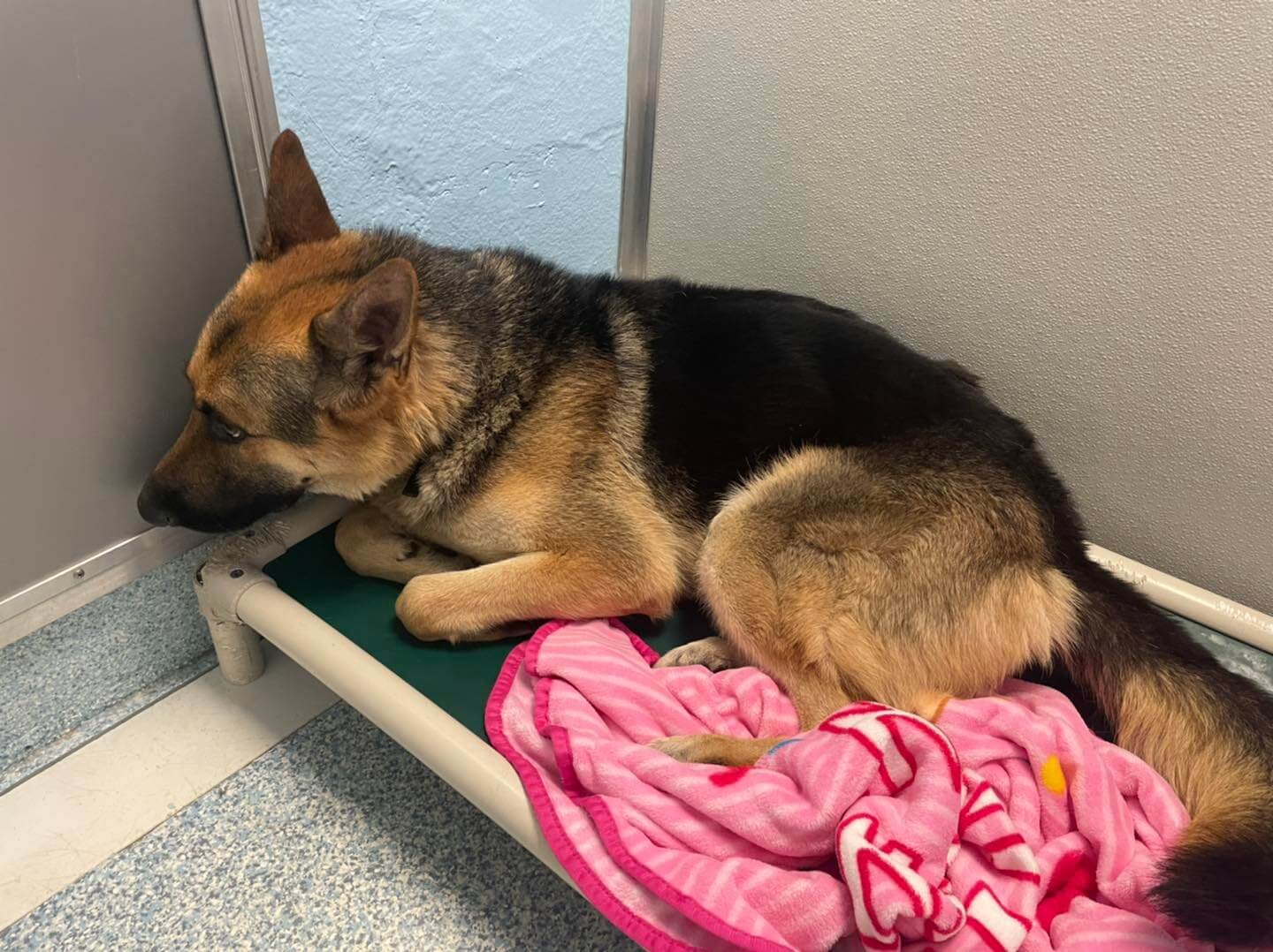 Shelter overwhelmed with applications for frightened dog needing ‘special home’