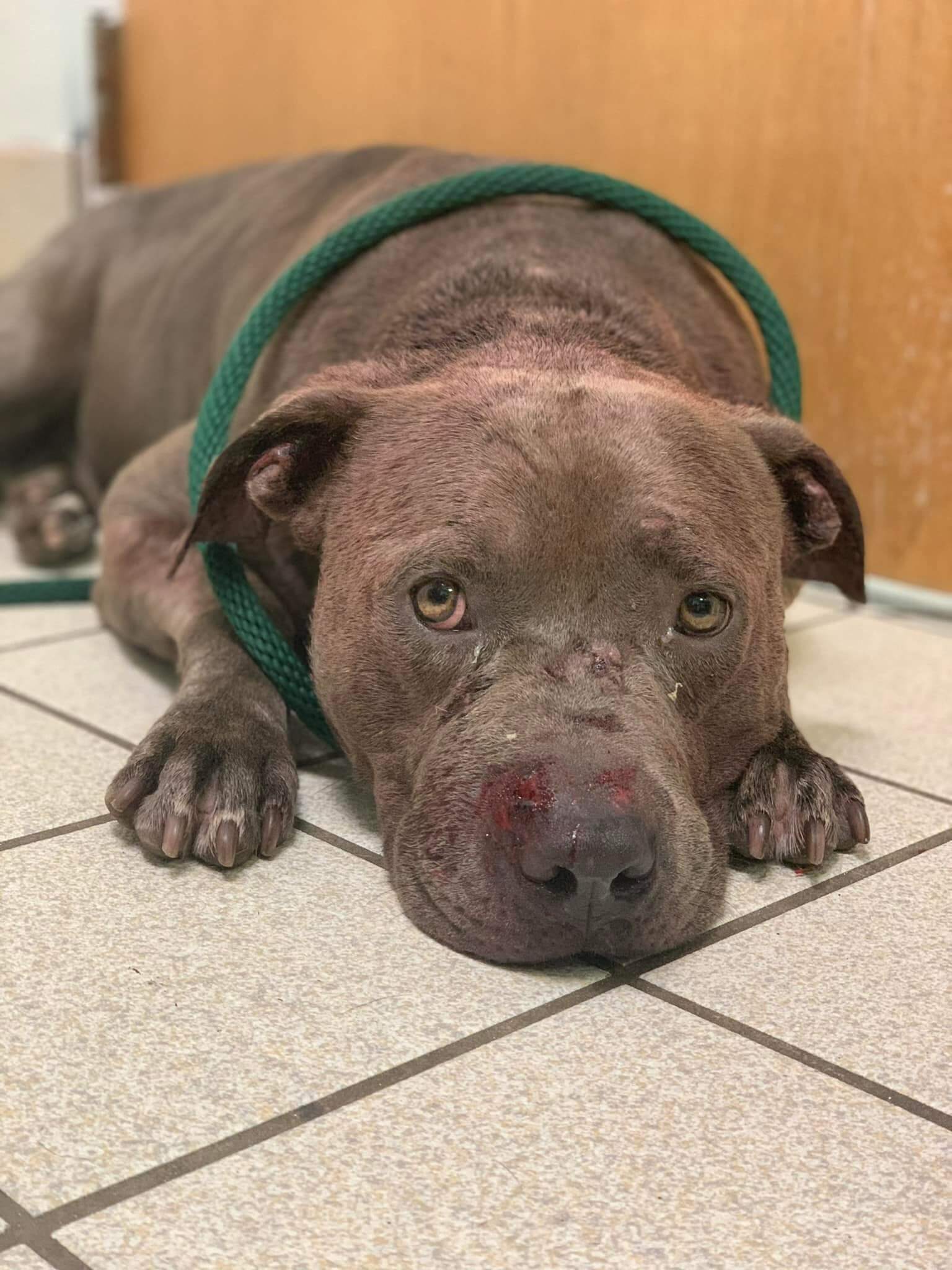 Shelter takes in beloved dog who has been searching for deceased owner for months