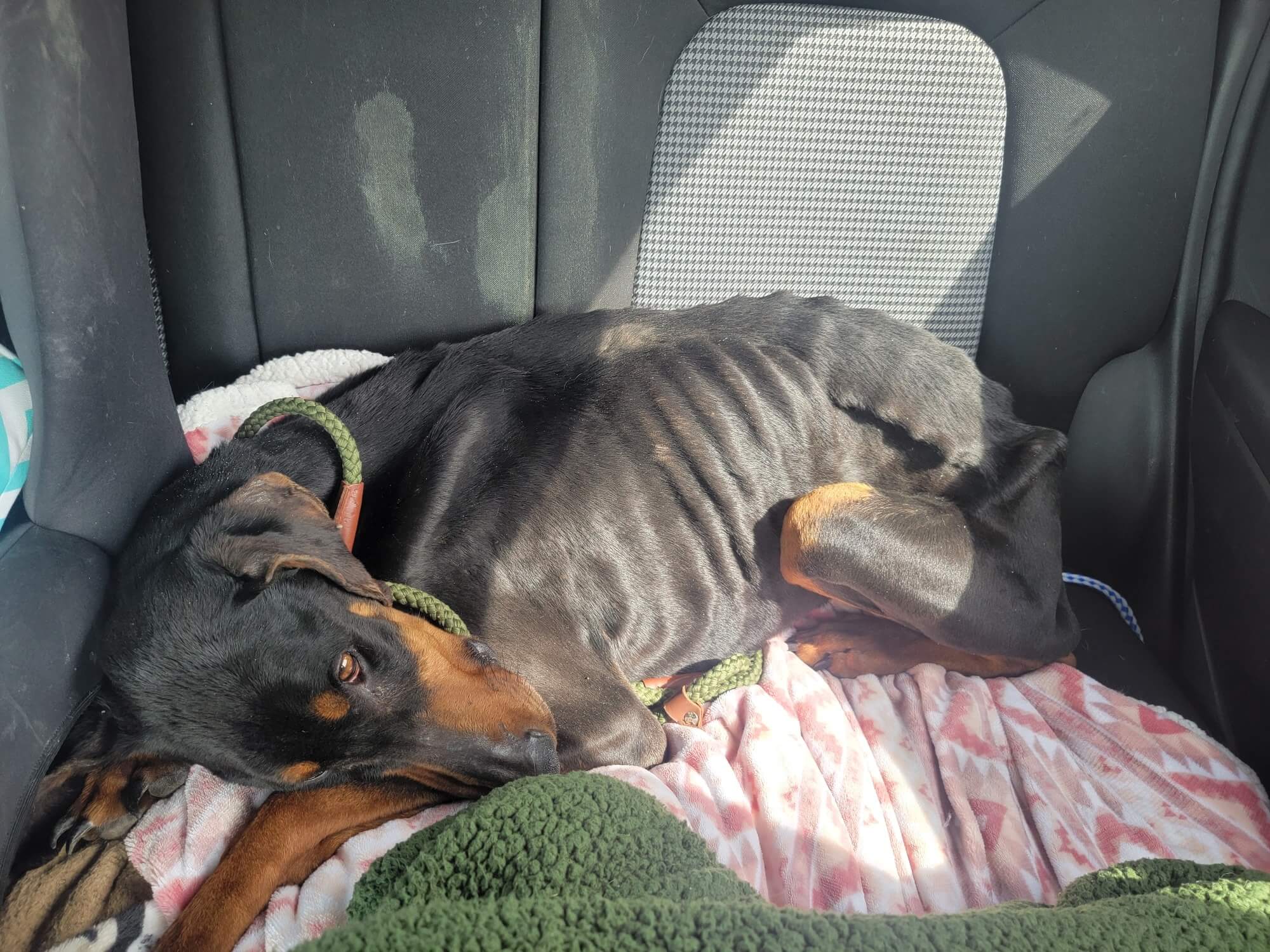 Shelter spoiling emaciated dog found abandoned on porch