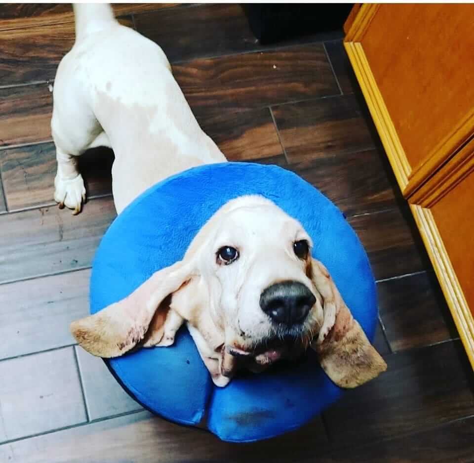 Dog rescued with massive mouth tumor is making remarkable recovery