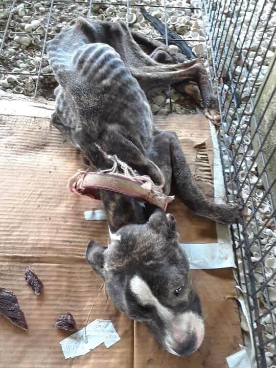 Dying dog discarded beneath New Orleans overpass makes miraculous recovery